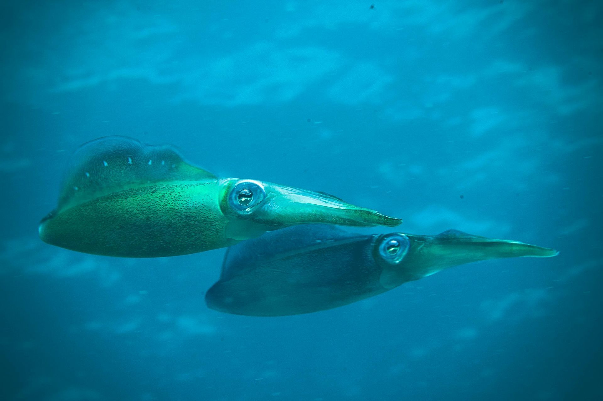 Squid