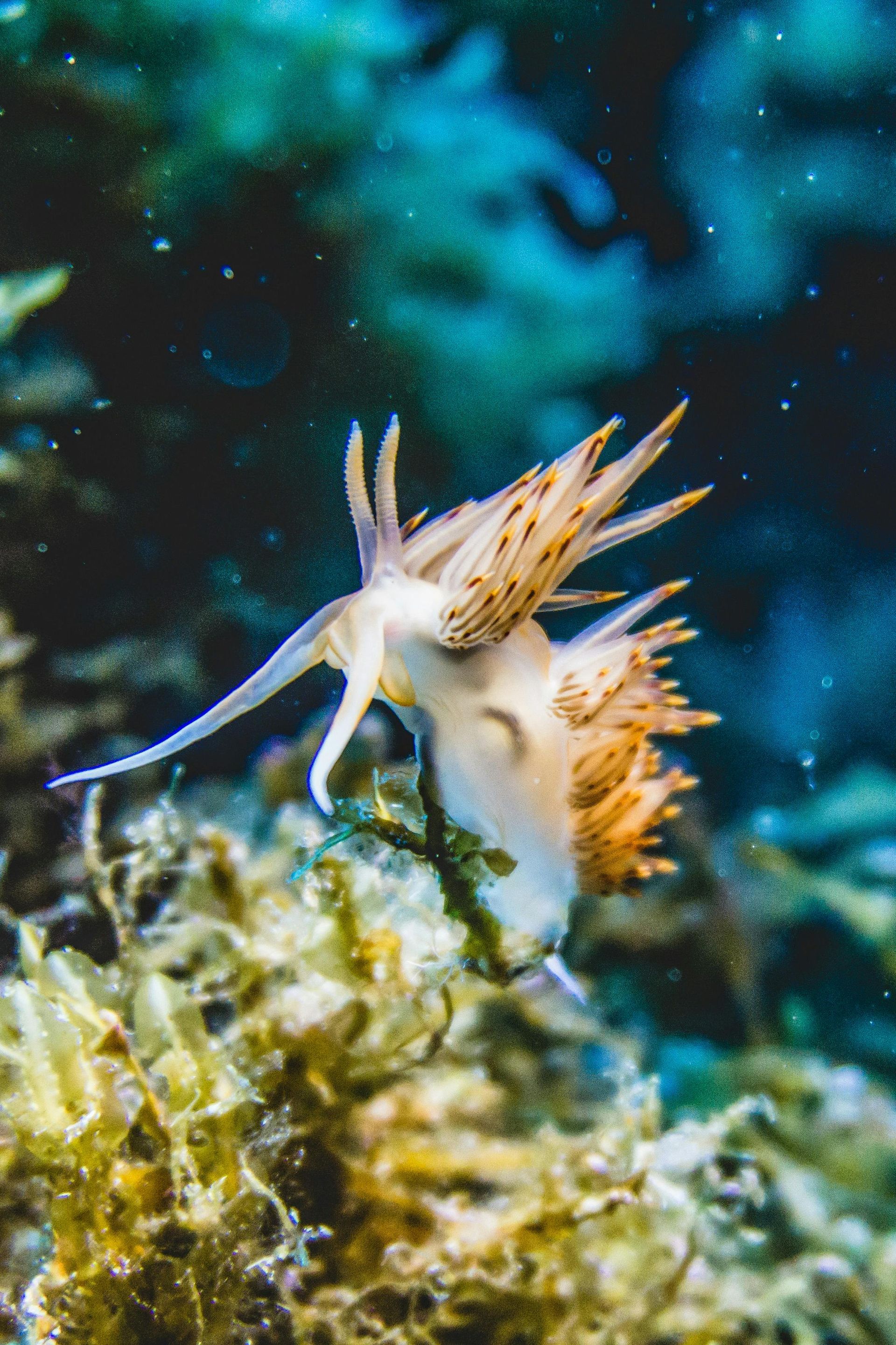 Nudibranch