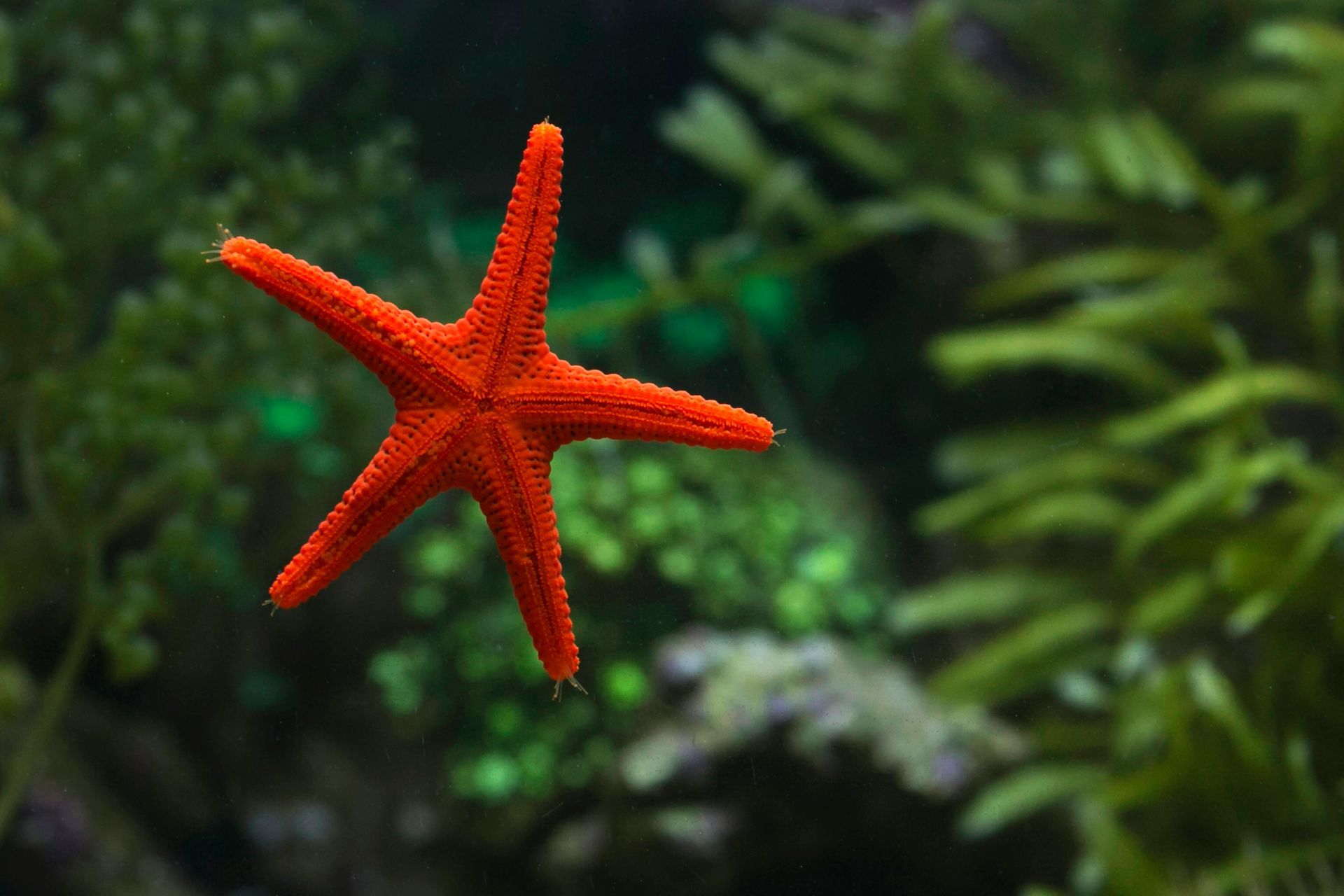 Mediterranean Red Starfish