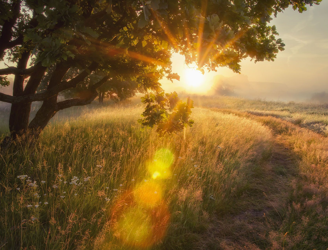 Sunrise filtering through trees over a grassy meadow, casting warm golden light.