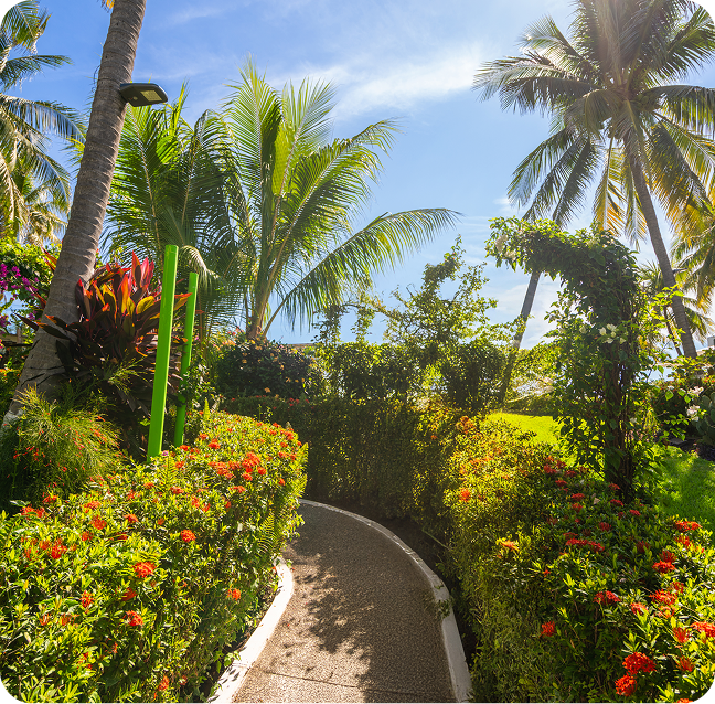 A concrete walking path winds through a vibrant tropical garden with flowering hedges, palm trees, and bright sunlight.