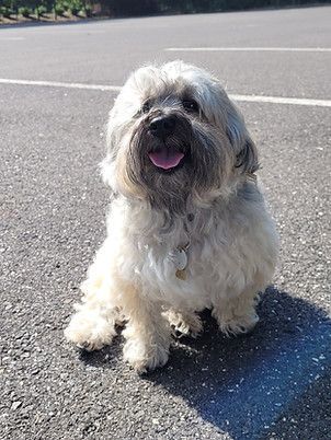 Small fluffy dog sitting on a sunlit road with its tongue out