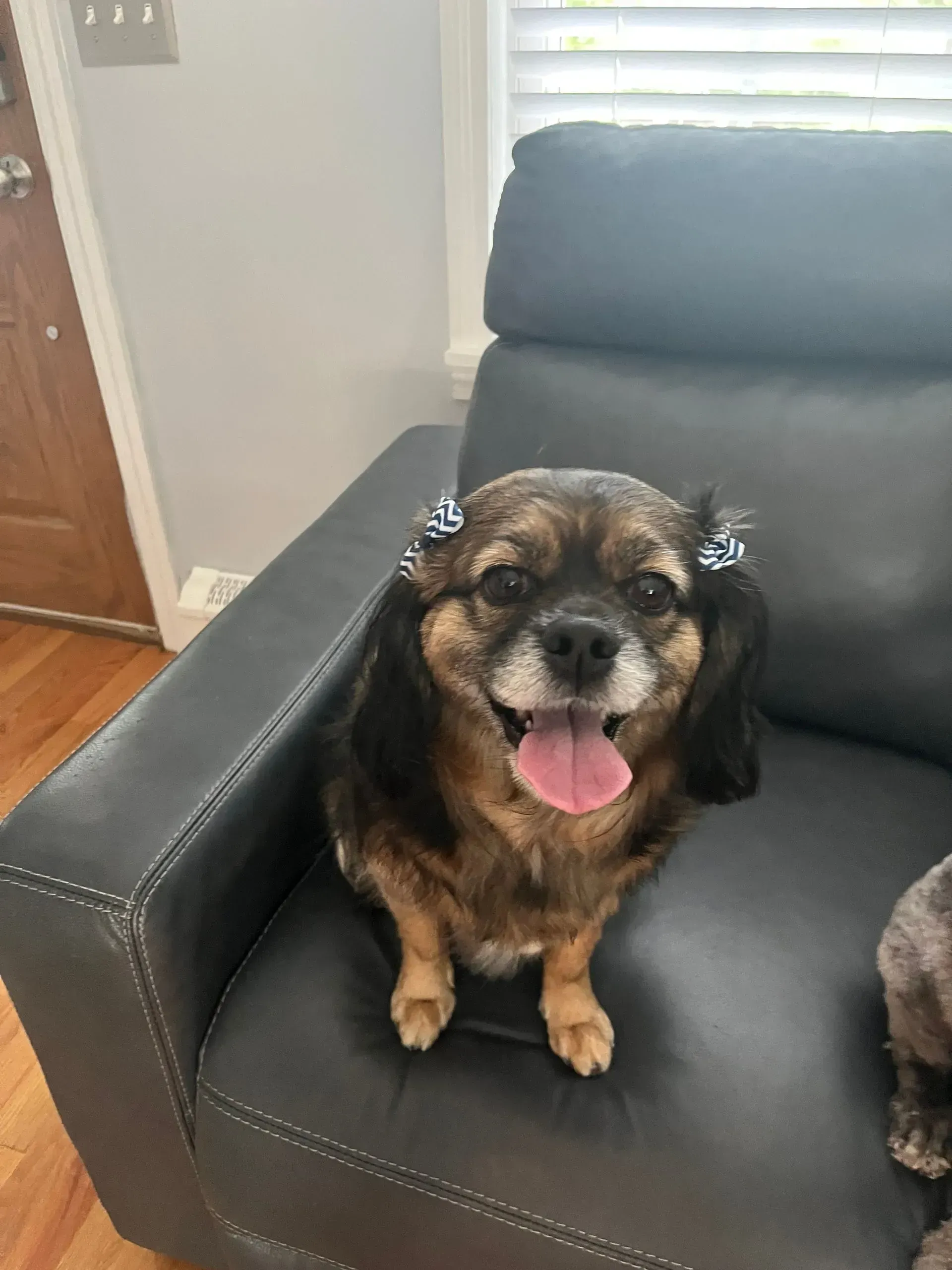 Small brown-and-black dog sitting on a dark couch, panting with tongue out in a bright living room.