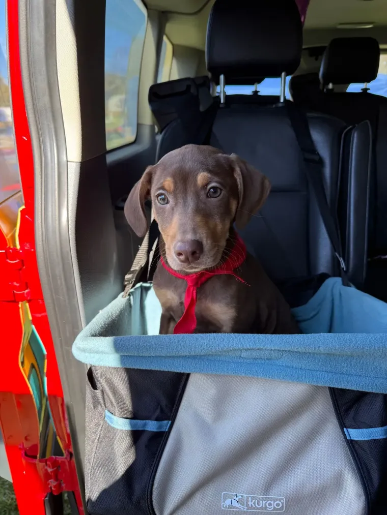 Brown dog wearing a red harness sits in a gray-blue basket in a car seat.