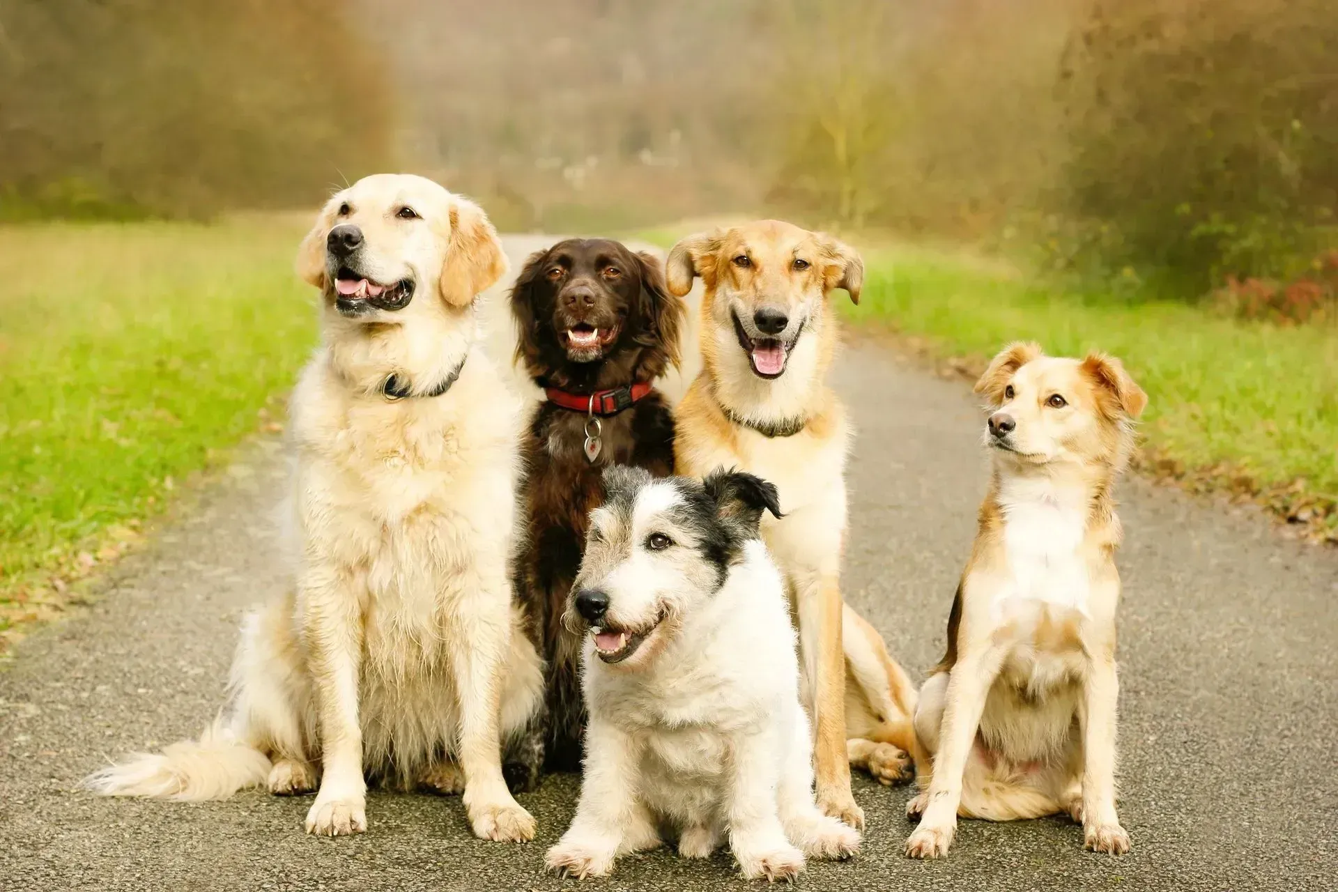 Five dogs sitting on a country road, including three cream-colored dogs and two darker dogs, facing the camera.
