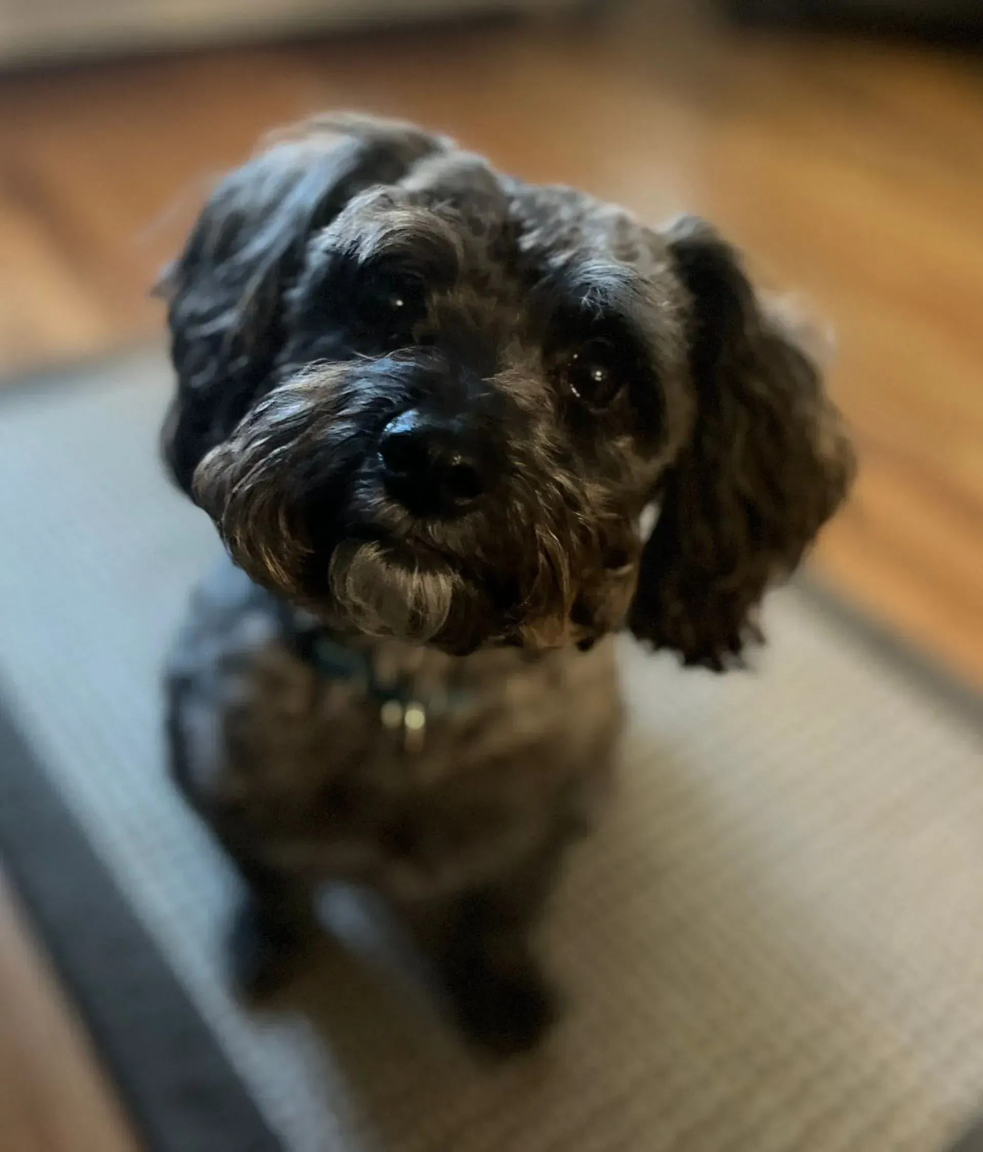 Small black dog with curly fur looking up on a rug indoors