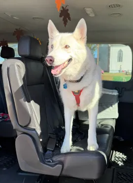 White dog with red harness standing on a car seat, looking out the window.