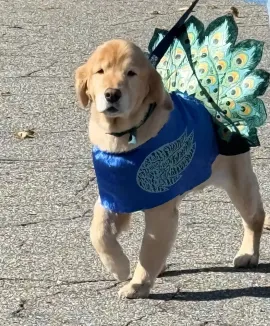 Golden retriever in a blue costume with peacock wings walking on pavement
