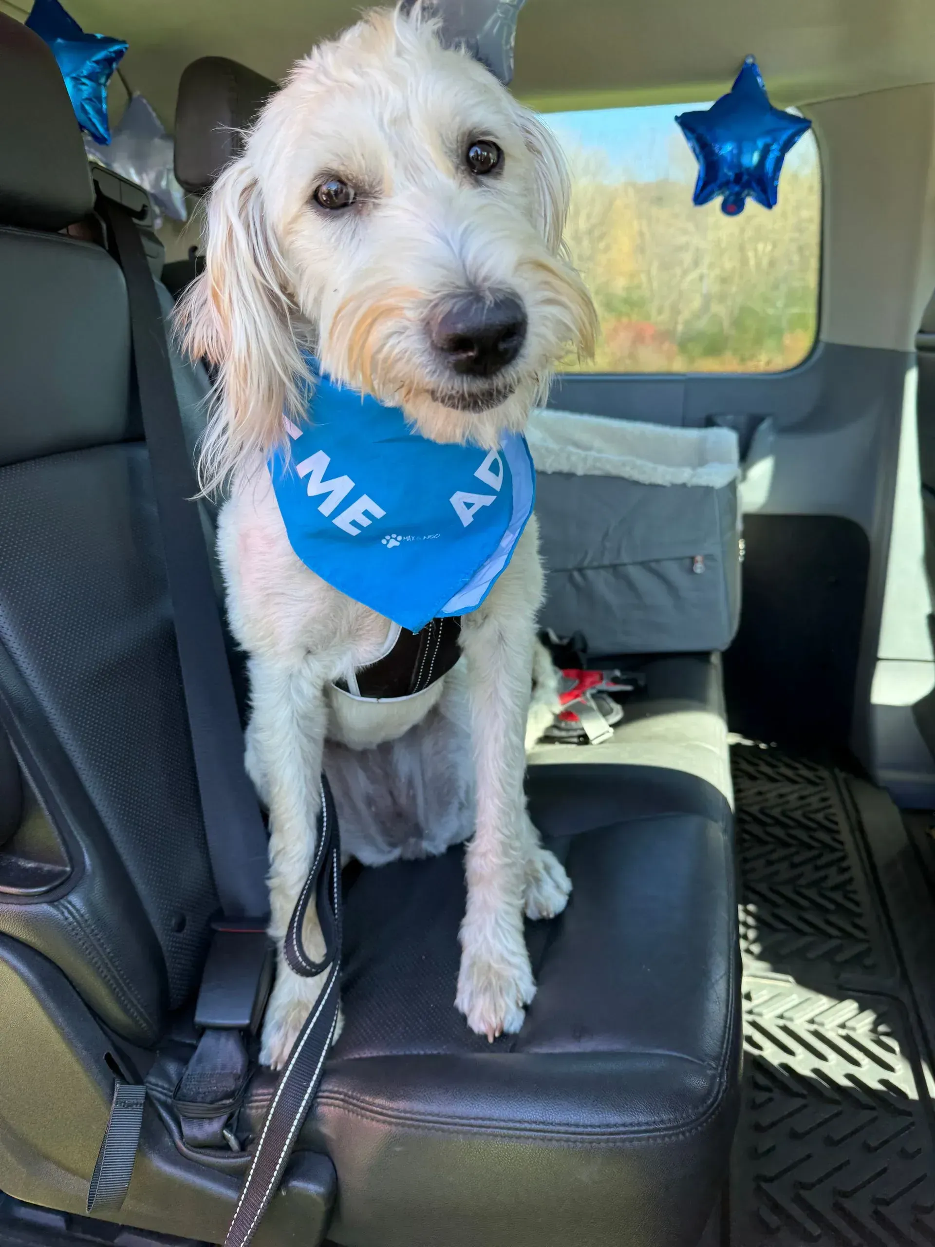 White dog wearing a blue bandana sits on a car seat inside a vehicle.
