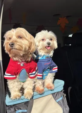 Two small dogs in red and blue sweaters sitting on a car seat