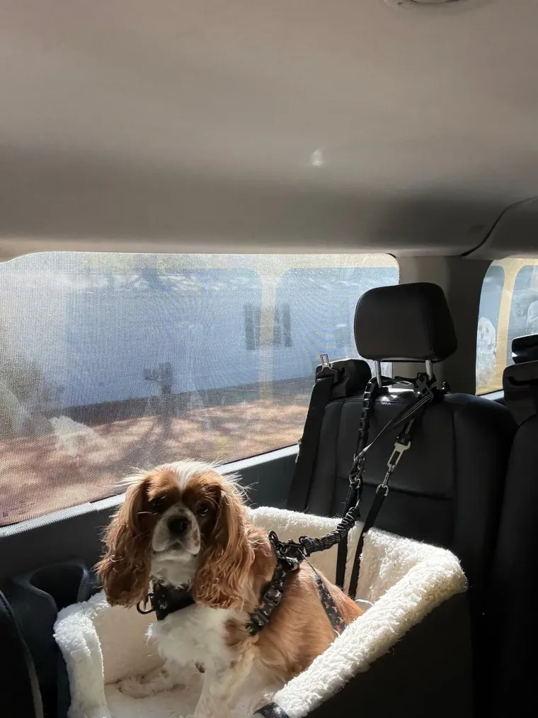 Small brown-and-white dog sitting in a pet car seat inside a car, looking at the camera.