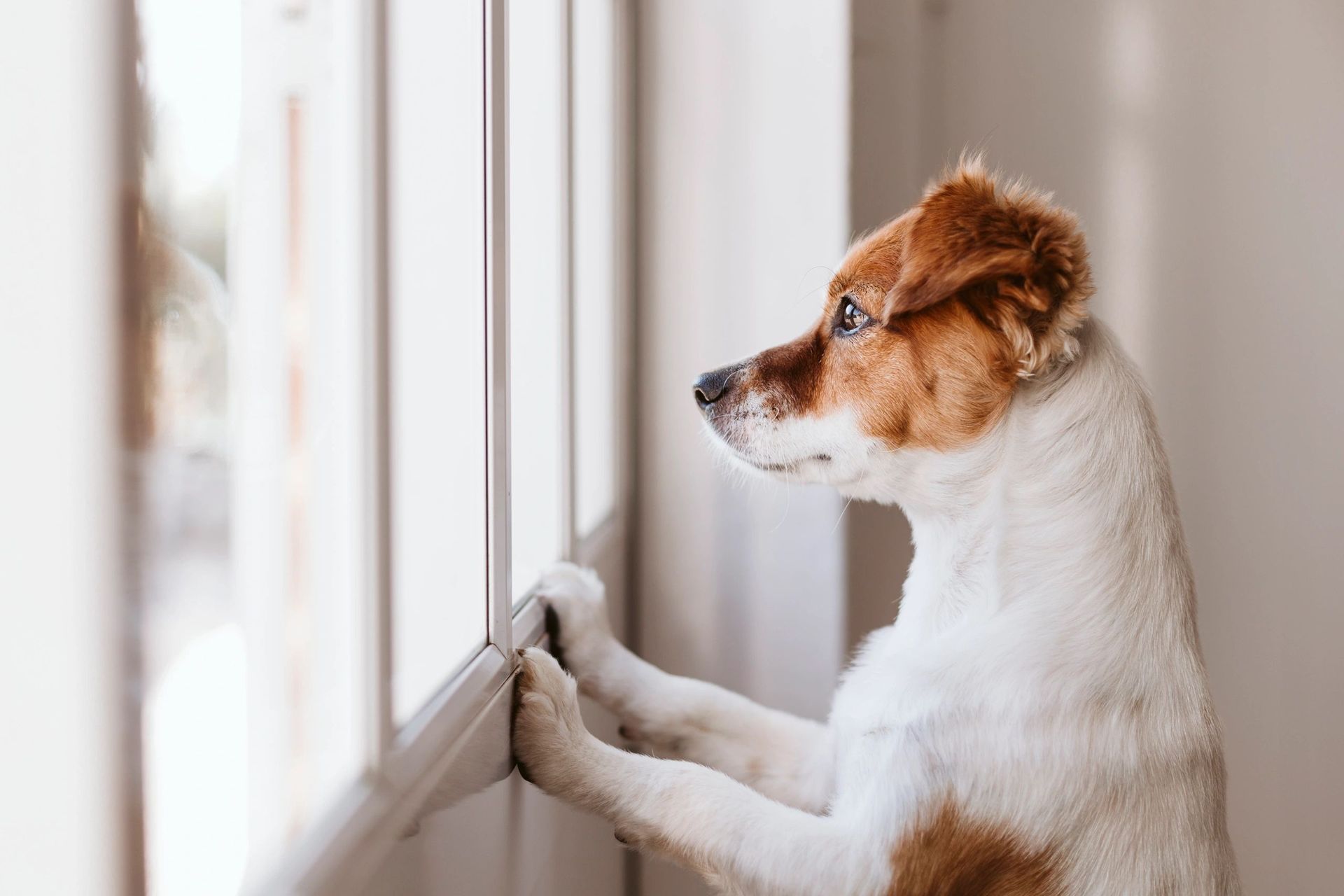 Small dog with brown-and-white fur looking out a window with paws on the sill