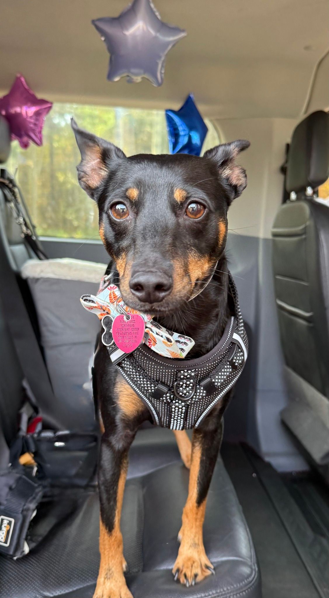 Small black-and-tan dog in a sparkly harness sitting in a car seat with star balloons behind it