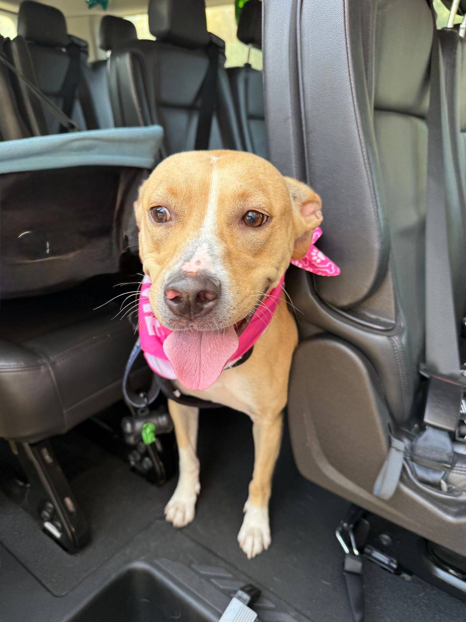 Tan dog with a pink bandana sitting in a car seat between black seats
