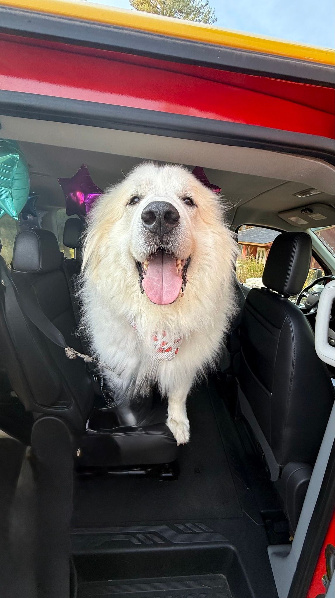 Fluffy white dog standing in an open car trunk, panting with tongue out