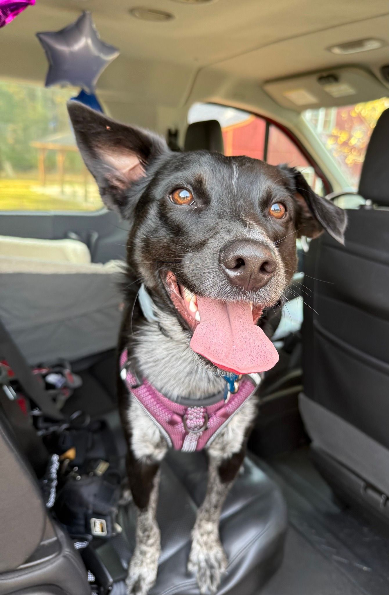 Black dog with pink bandana sitting in a car, panting with tongue out and looking at the camera.