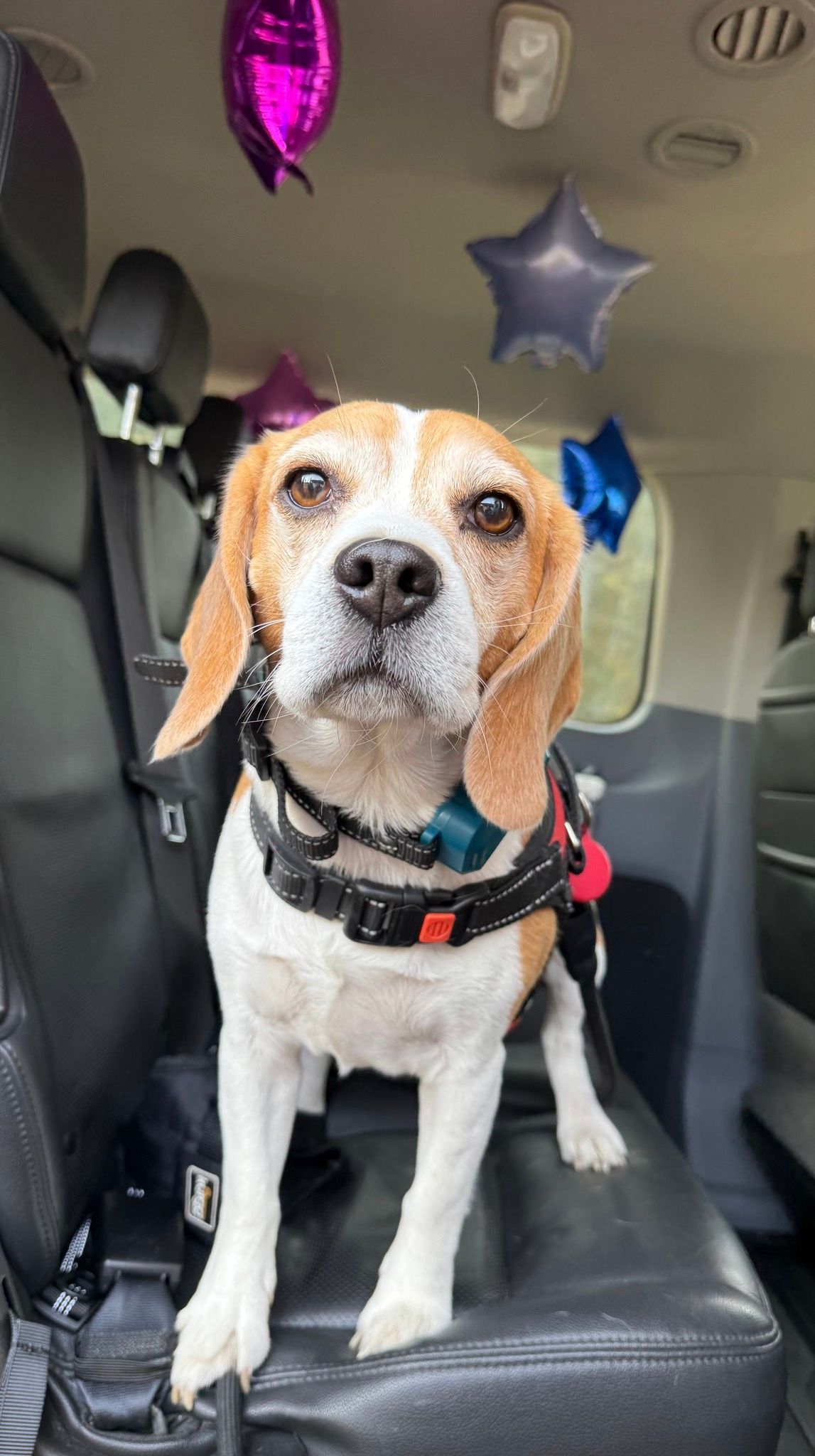 Beagle standing on a car seat with colorful balloons overhead and a teal collar.