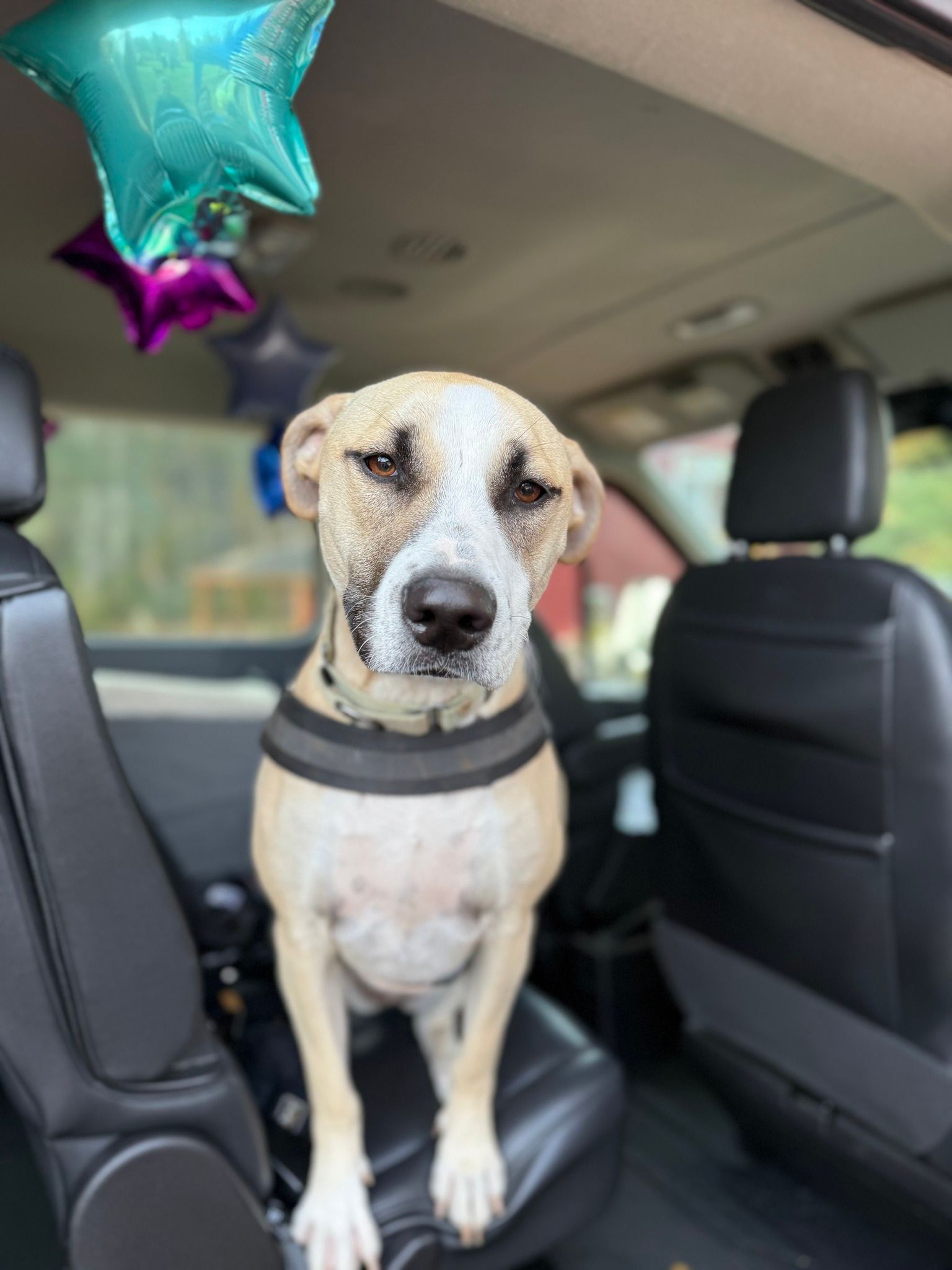 Dog sitting on a car seat, wearing a collar, with star-shaped balloons in the background.