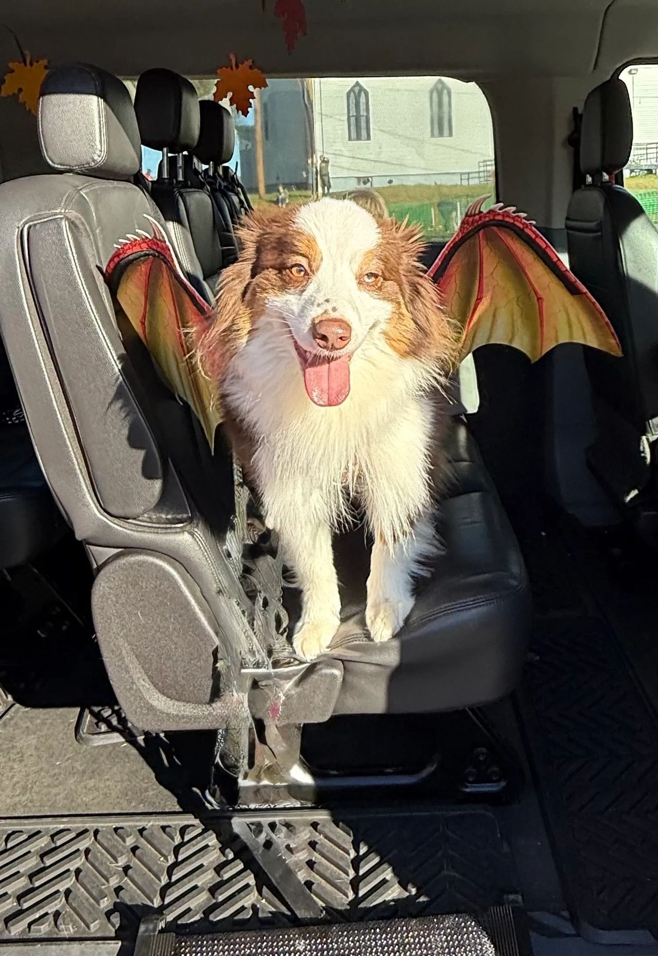 Small dog dressed as a bat sits in a car seat, with black-and-red wings and an open mouth.