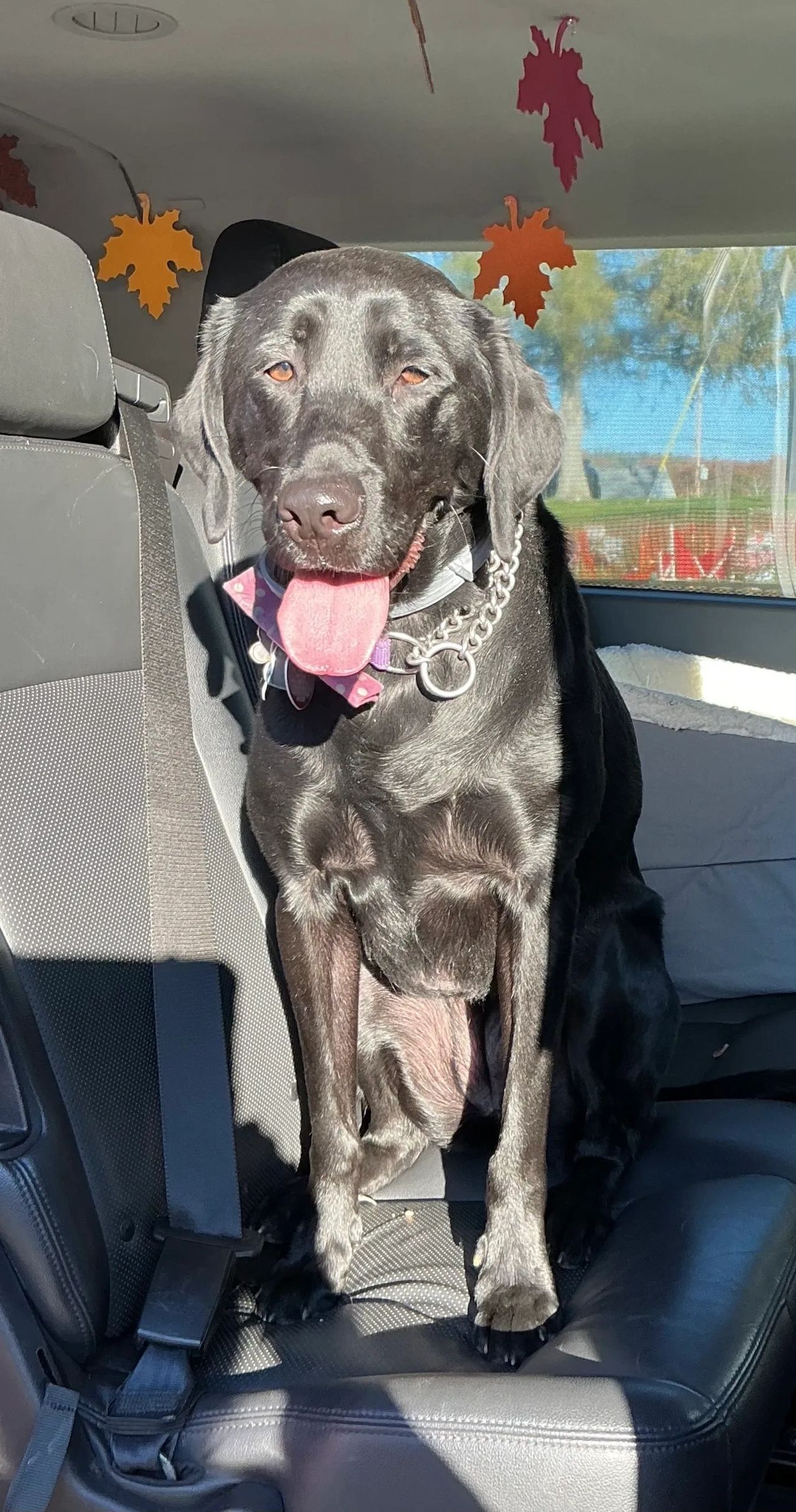 Black dog standing on a car seat, panting with tongue out inside a vehicle.