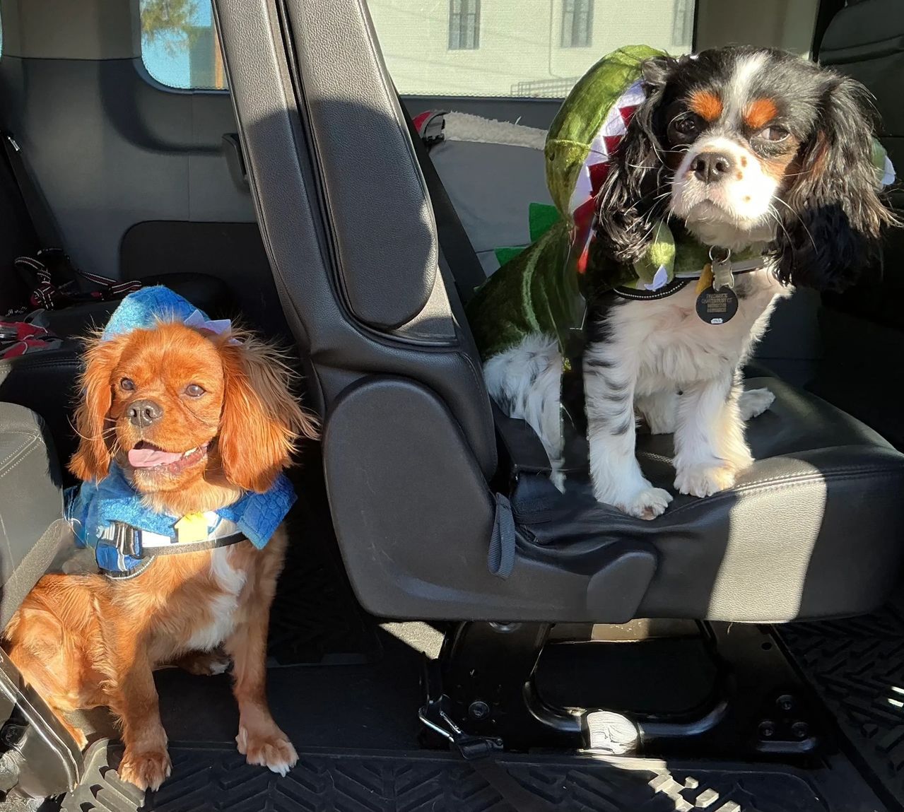 Two small dogs sitting on a car seat, one brown in a blue harness and one black-and-white in a floral harness.
