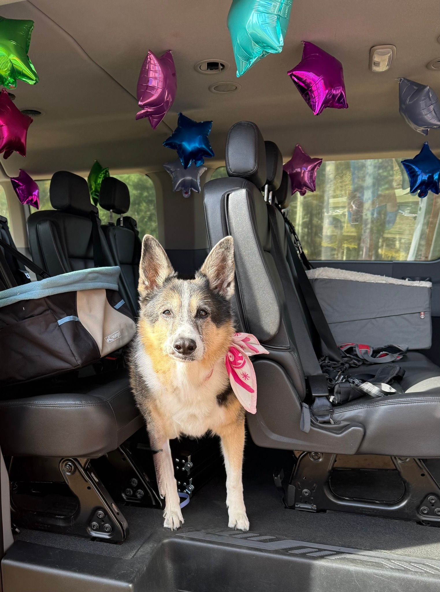 Dog standing in a van with colorful star balloons overhead