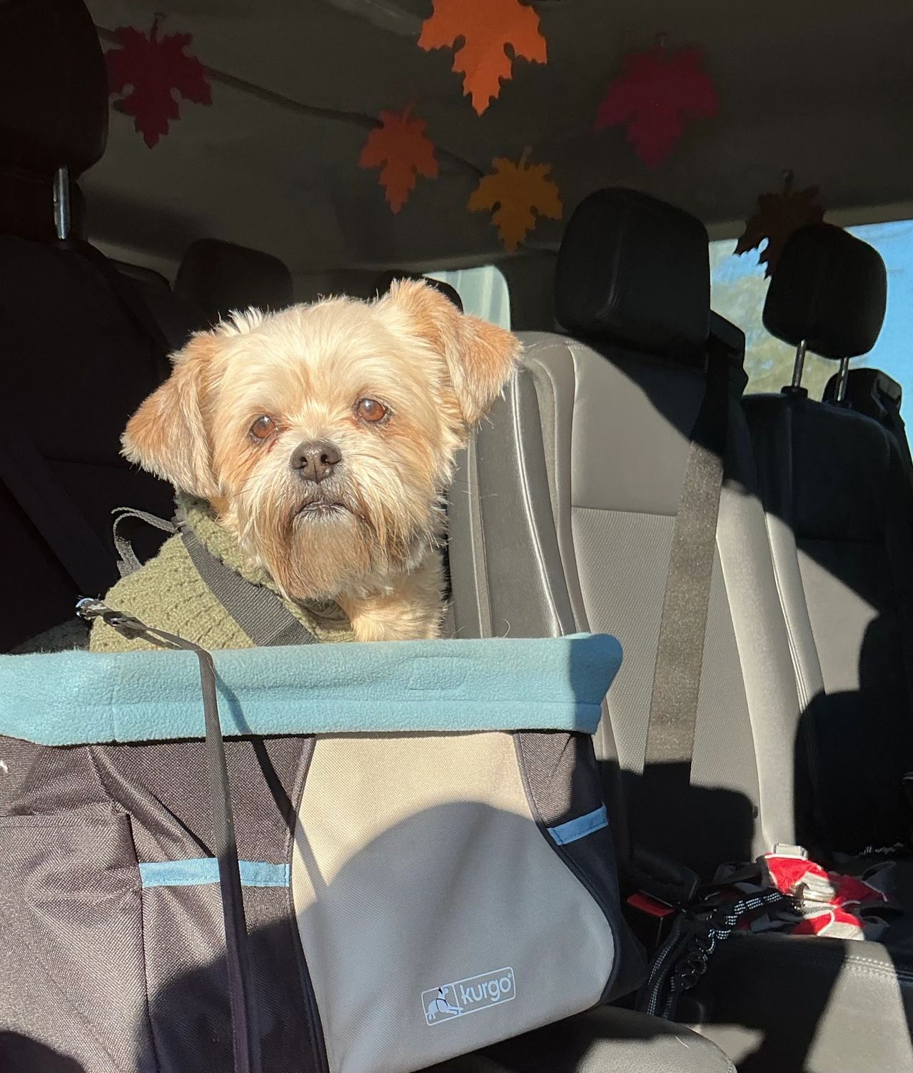 Small tan dog sitting in a blue pet car seat in the back of a vehicle.