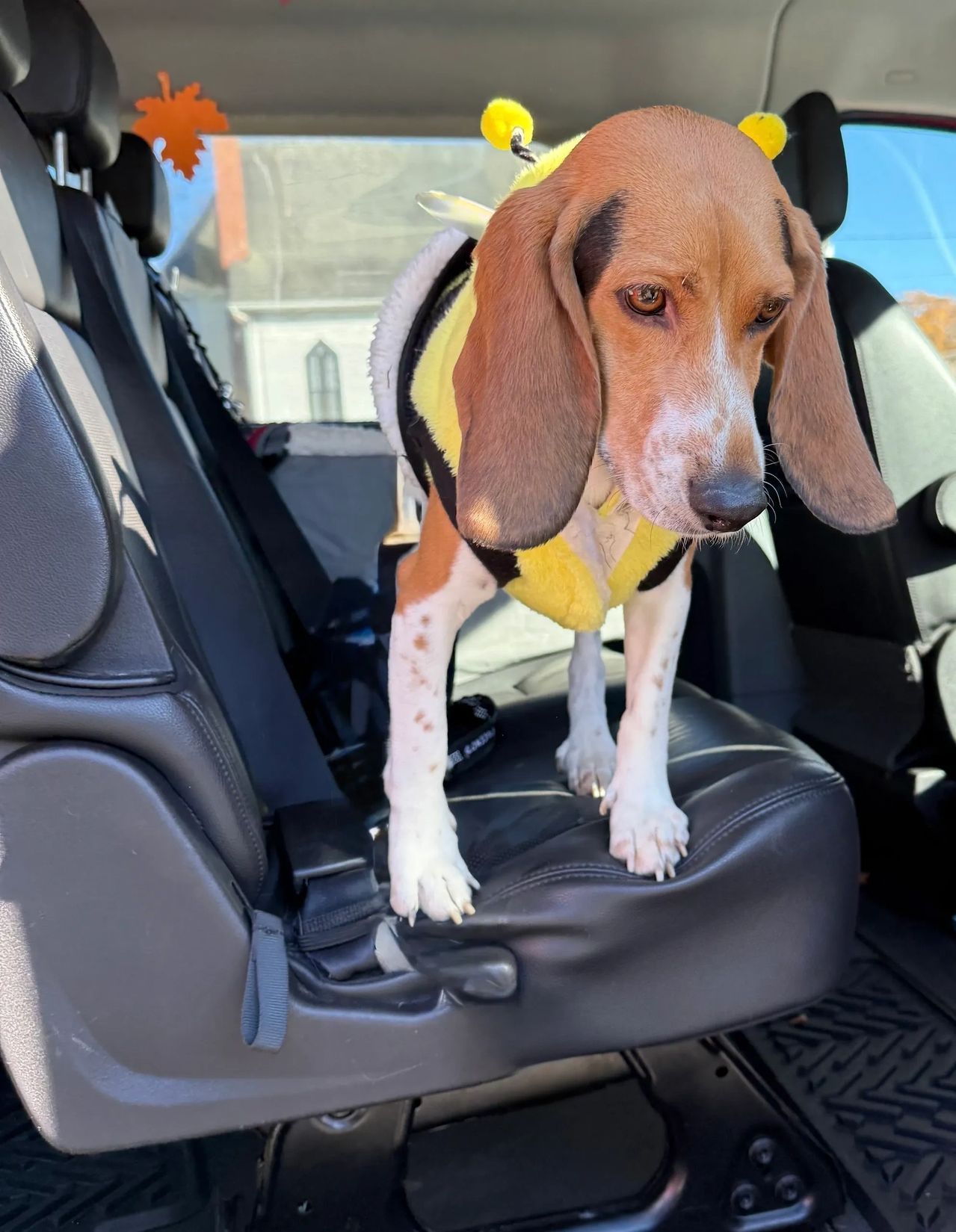Basset hound in a yellow harness standing on a black car seat