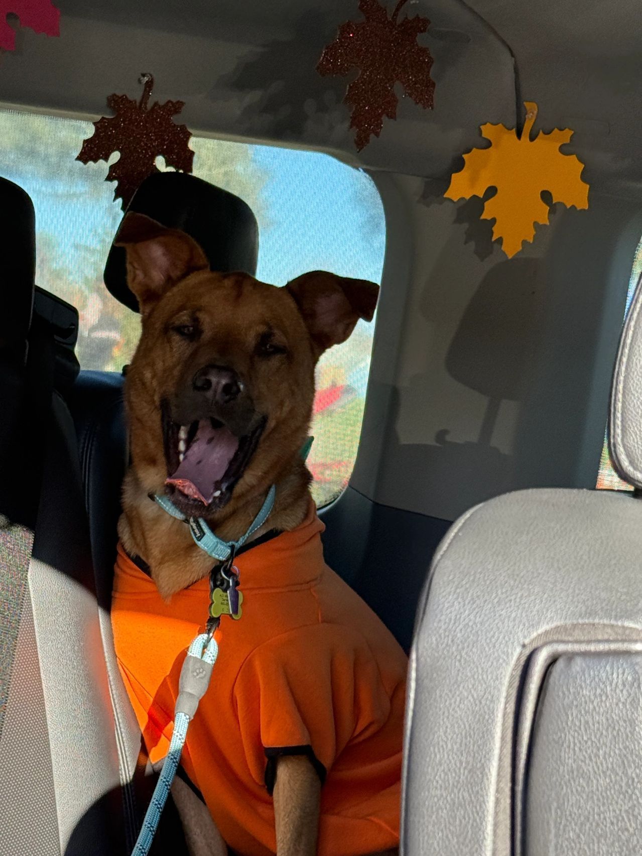 Dog in an orange shirt sitting in a car, panting with autumn leaf decorations overhead.