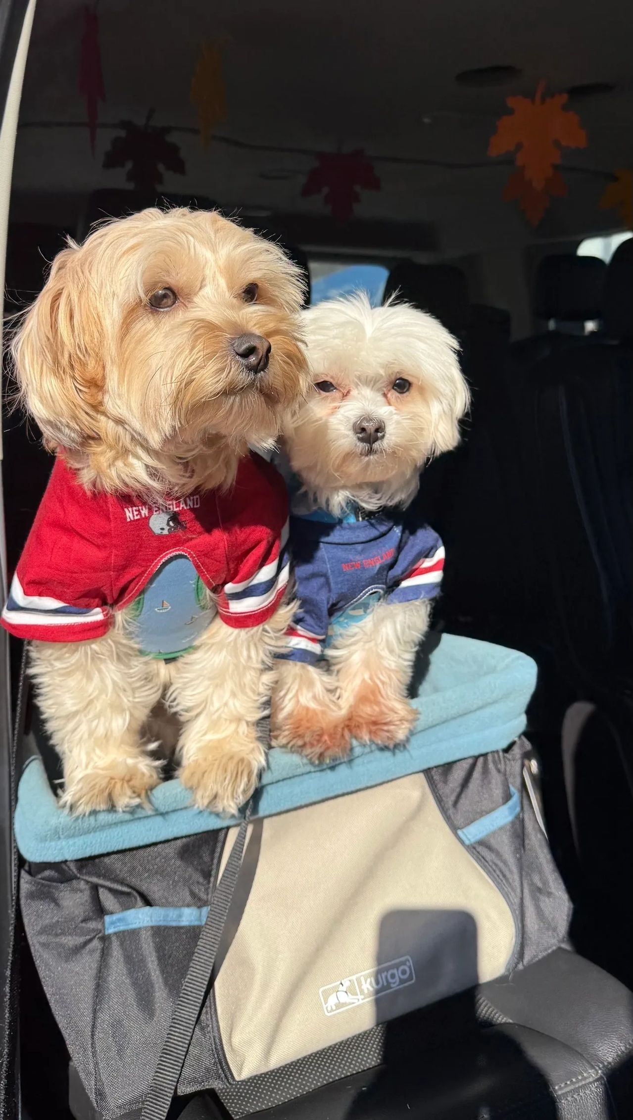 Two small dogs in sweaters sit together on a car seat, one tan and one white.
