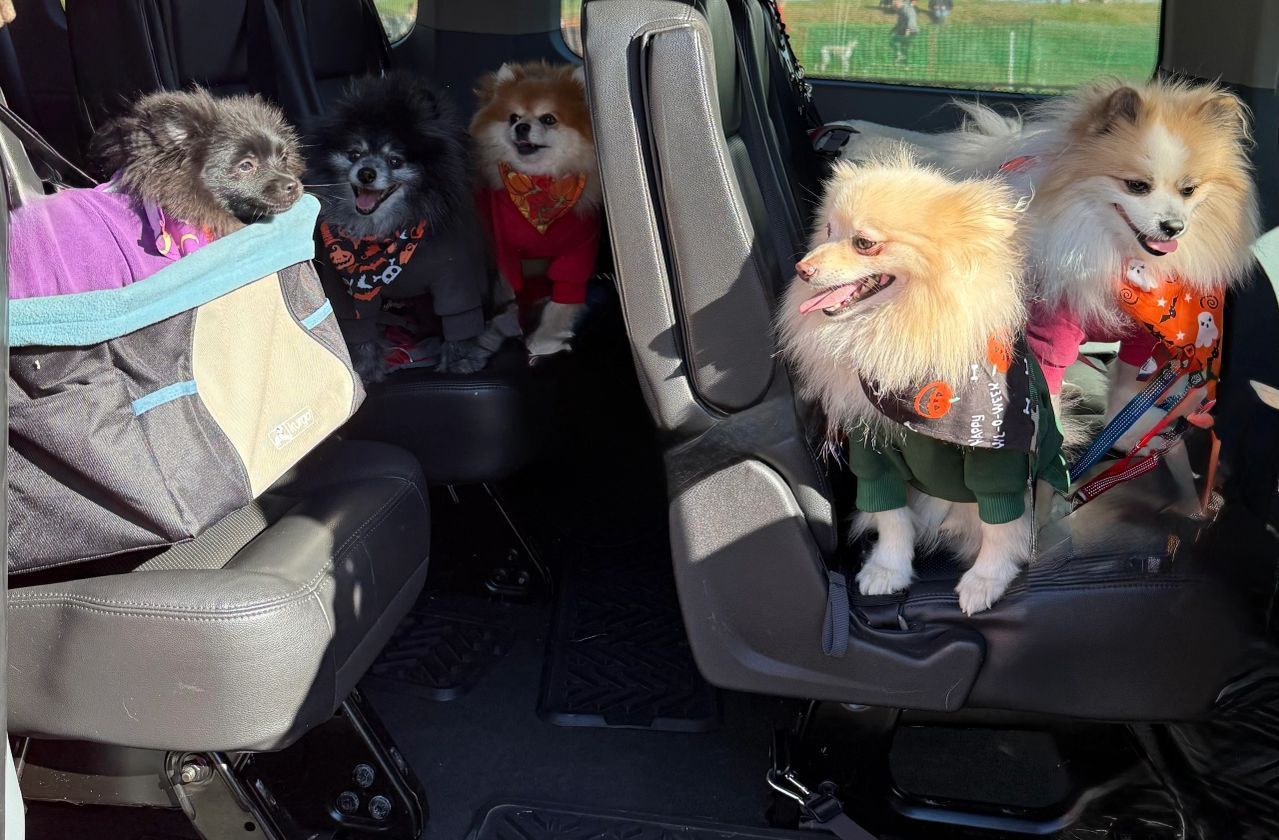 Five small dogs in sweaters sitting on car seats, looking out the windows during a ride.