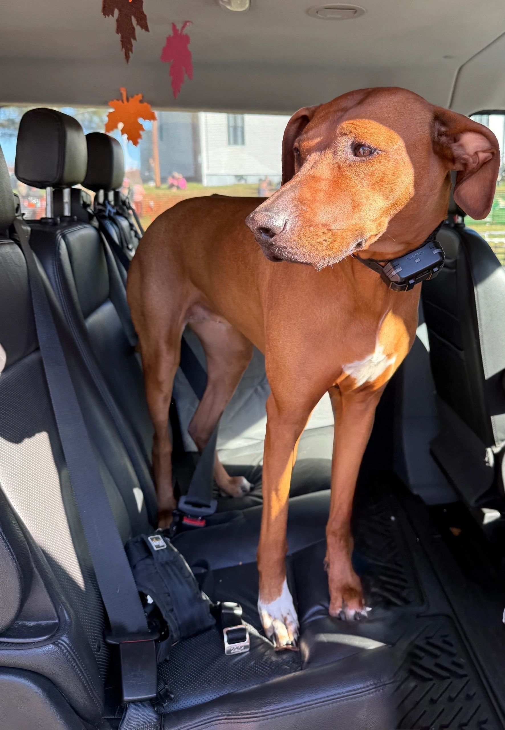Brown dog standing on a car seat inside a vehicle, wearing a collar.