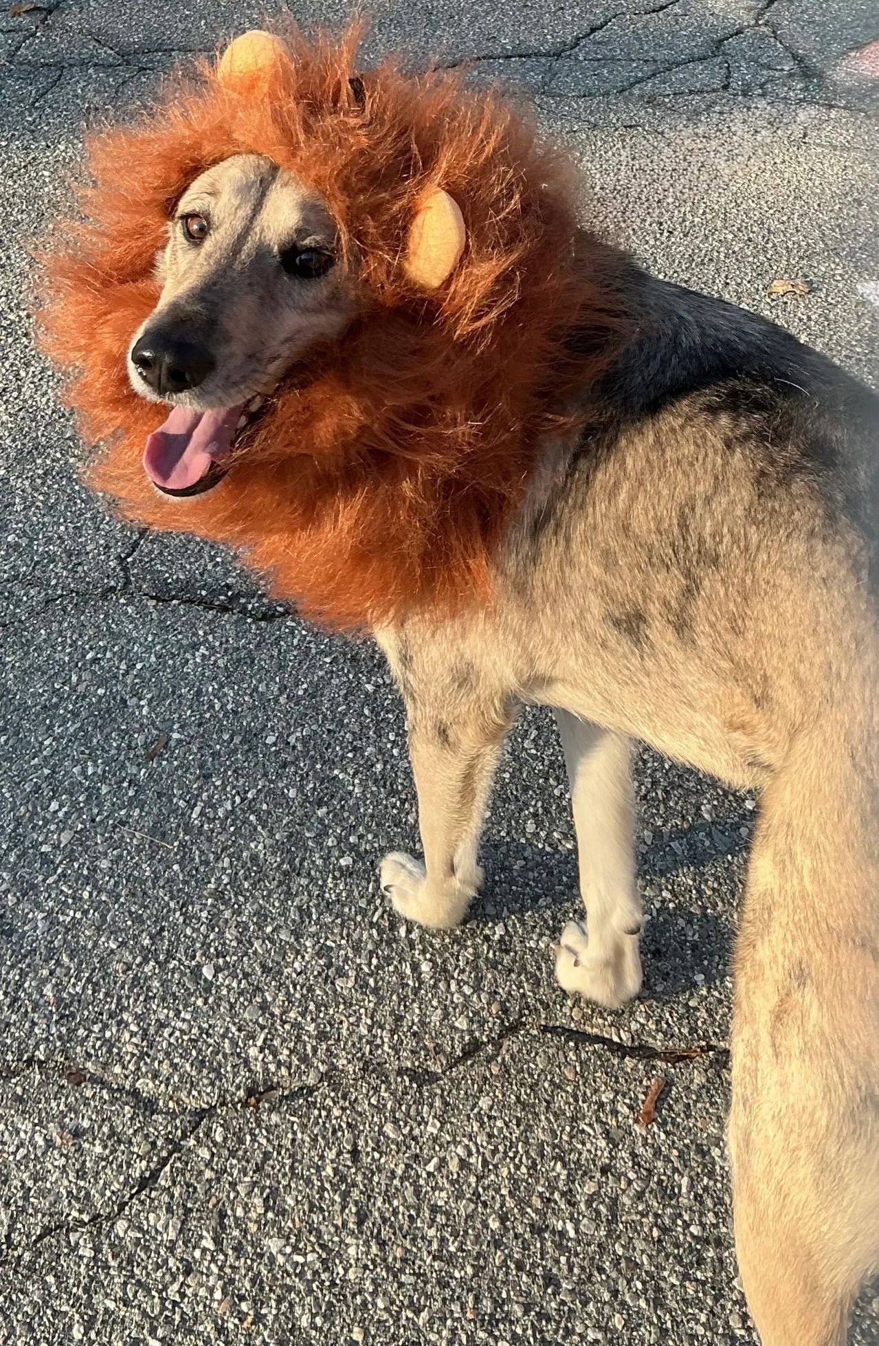 Dog wearing a fluffy orange mane costume standing on pavement, panting in sunlight
