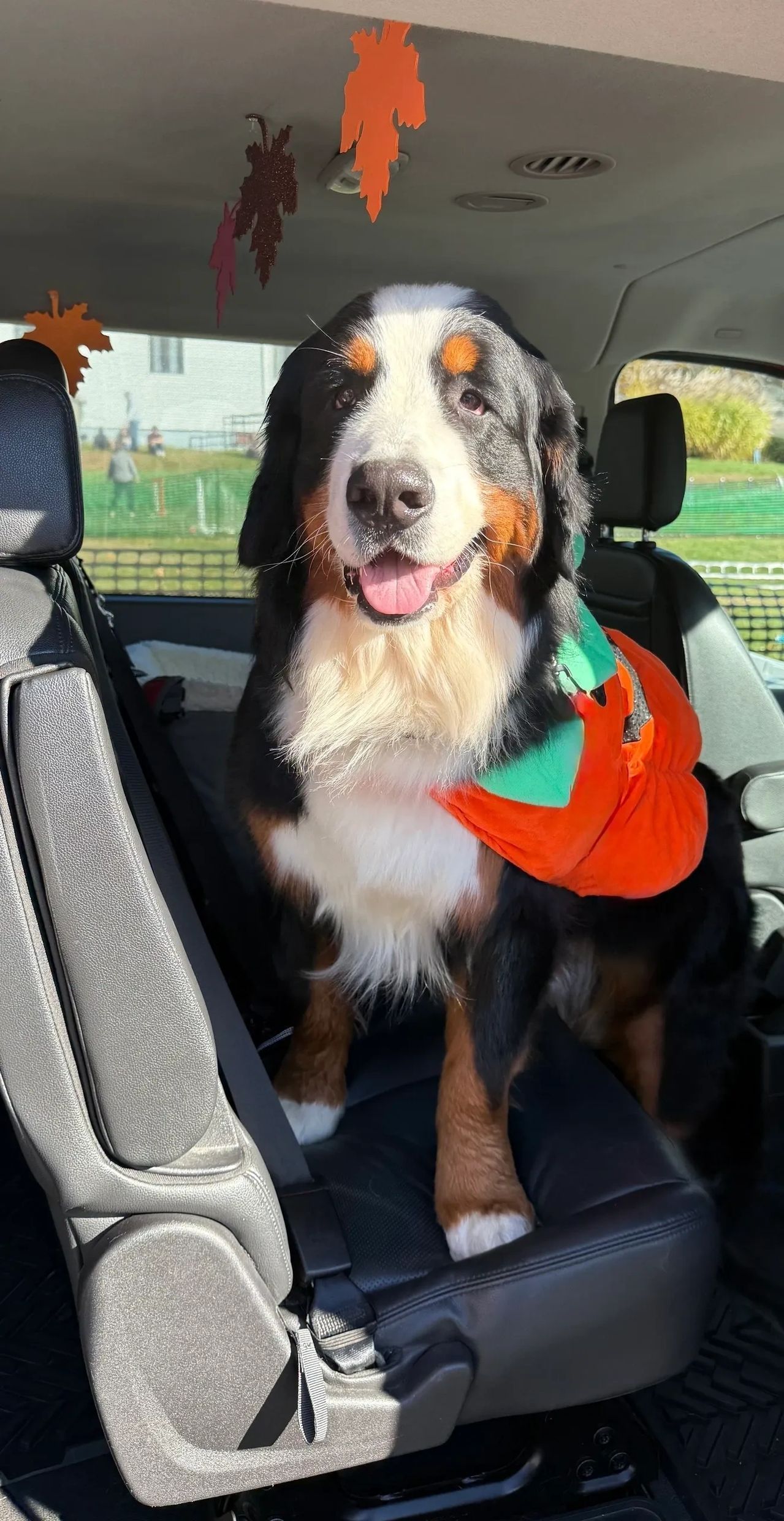 Bernese mountain dog sitting in a car seat, wearing an orange bandana, looking out with tongue out