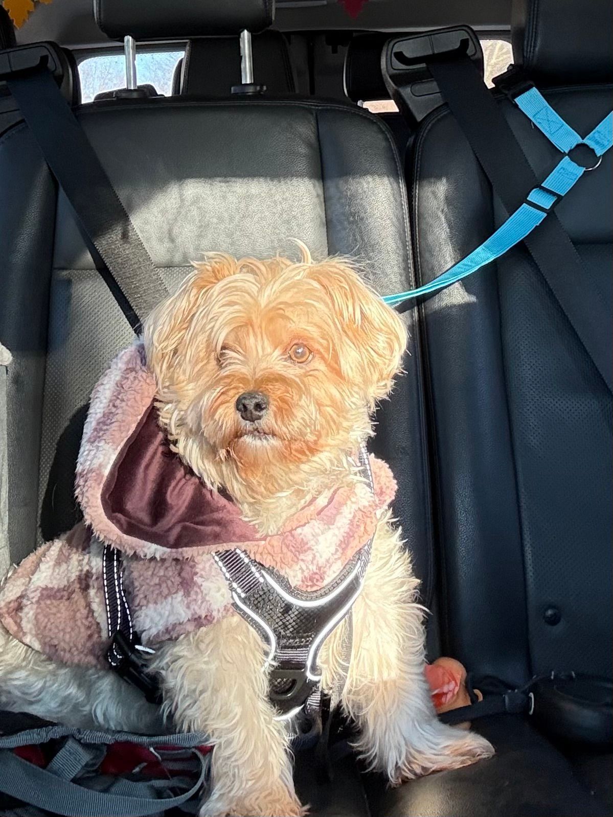 Small tan dog in a hooded sweater sitting in a car seat with a blue harness strap