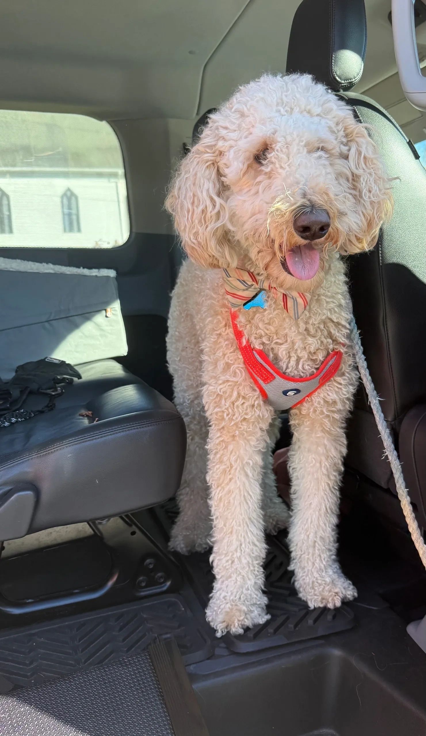 Curly white dog wearing a red harness standing on a car seat