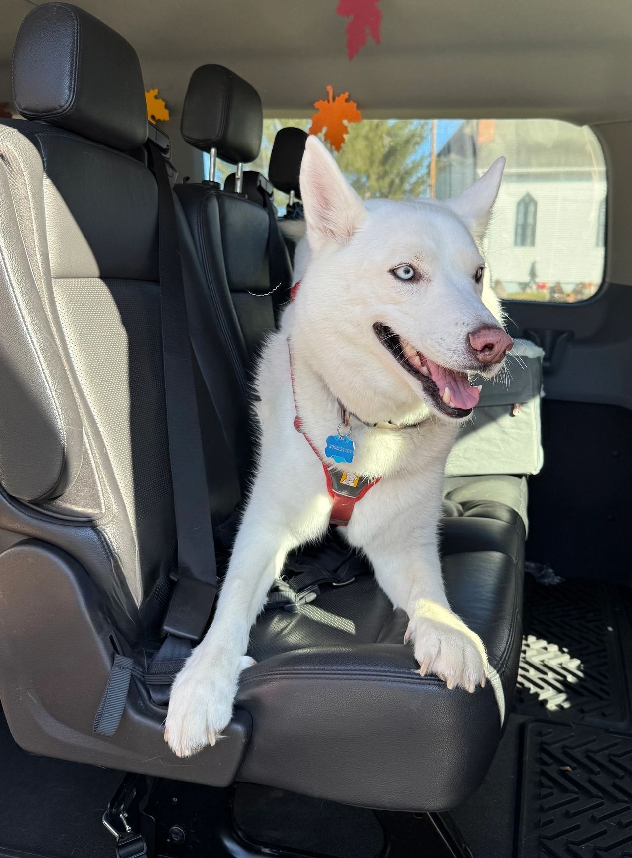 White dog sitting in a car seat, looking out the window with its tongue out.