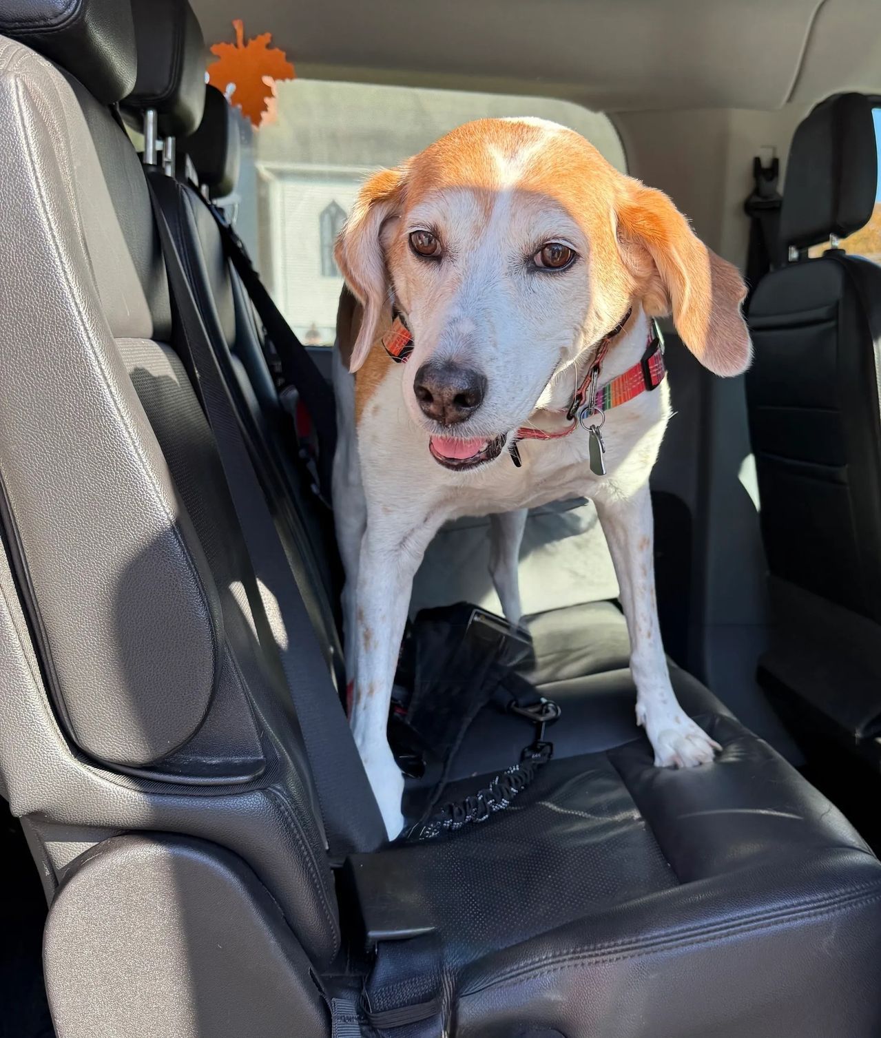 Small white-and-brown dog standing on a black car seat, wearing a pink collar.