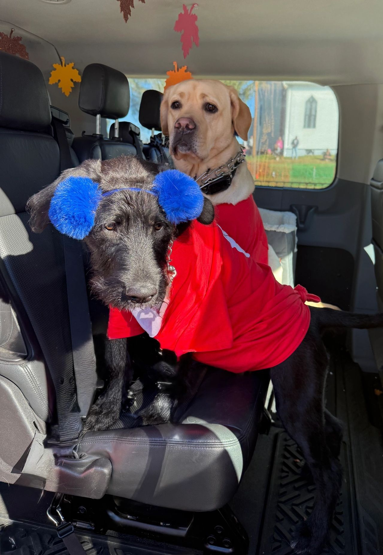 Two dogs in a car, one in a red sweater with blue pom-pom ears and one tan dog behind it.
