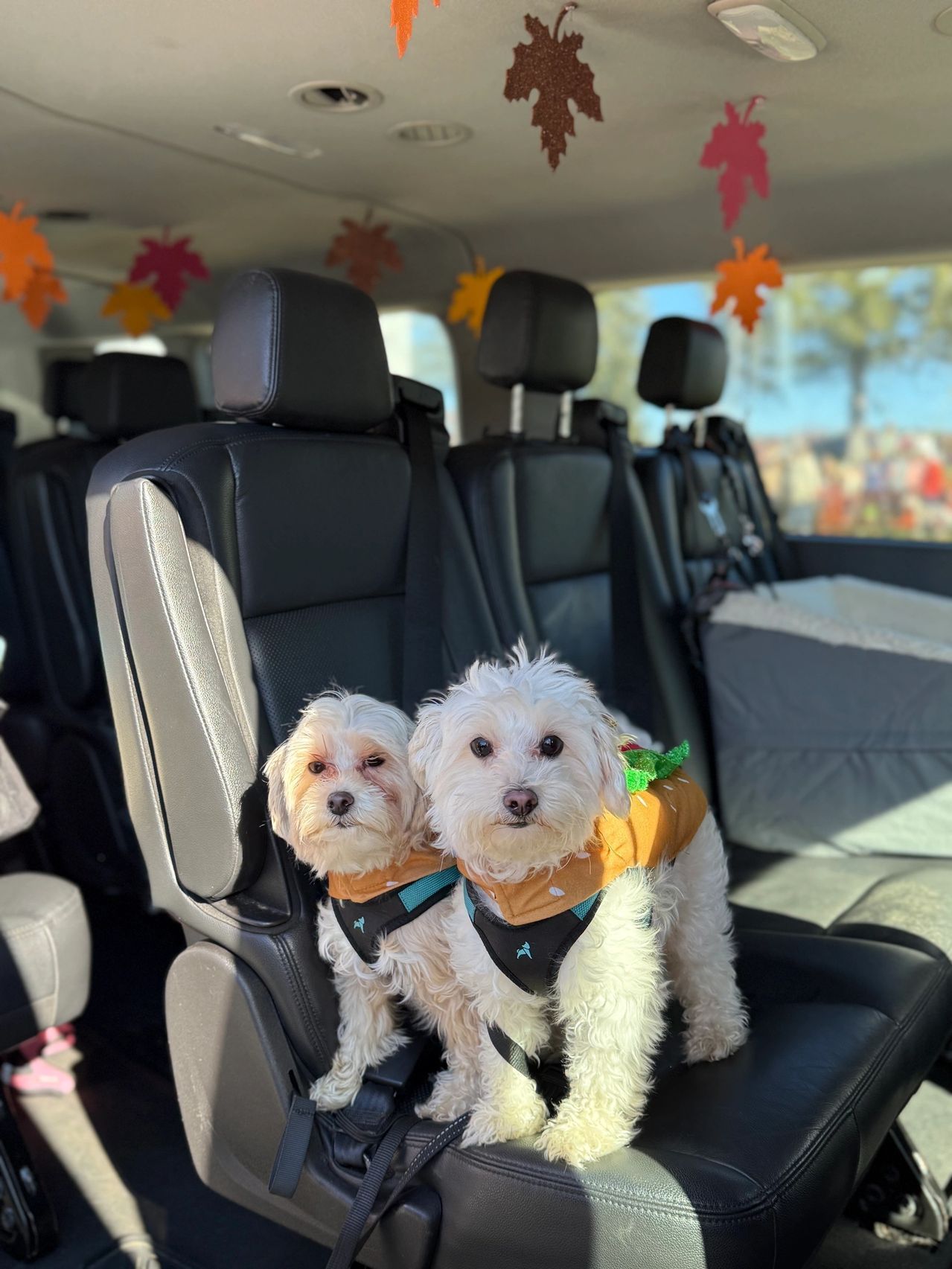 Two small white dogs wearing harnesses sit on a car seat with autumn leaf decorations hanging above.