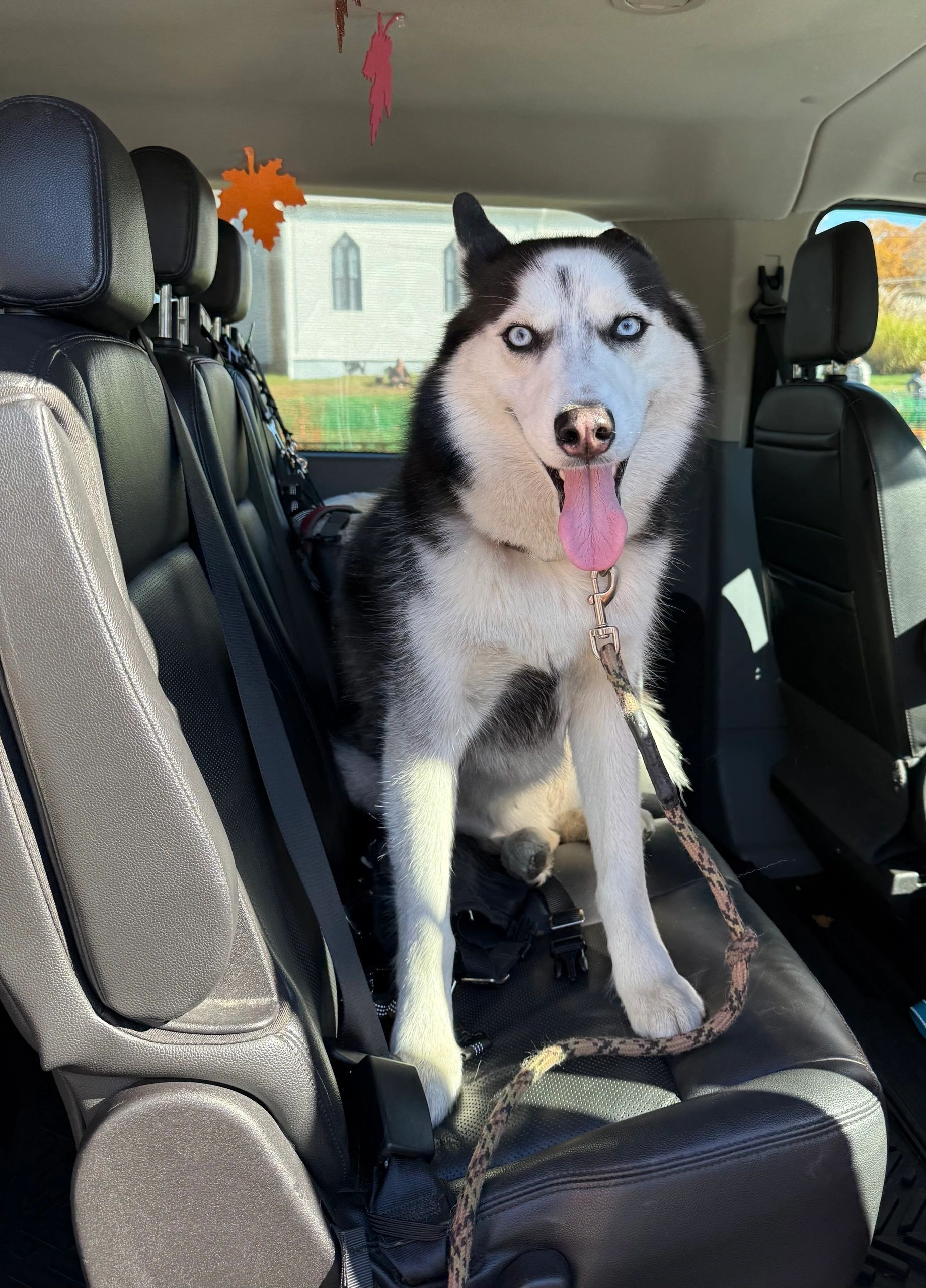 Siberian husky sitting on a car seat, panting with tongue out in the back of a vehicle.