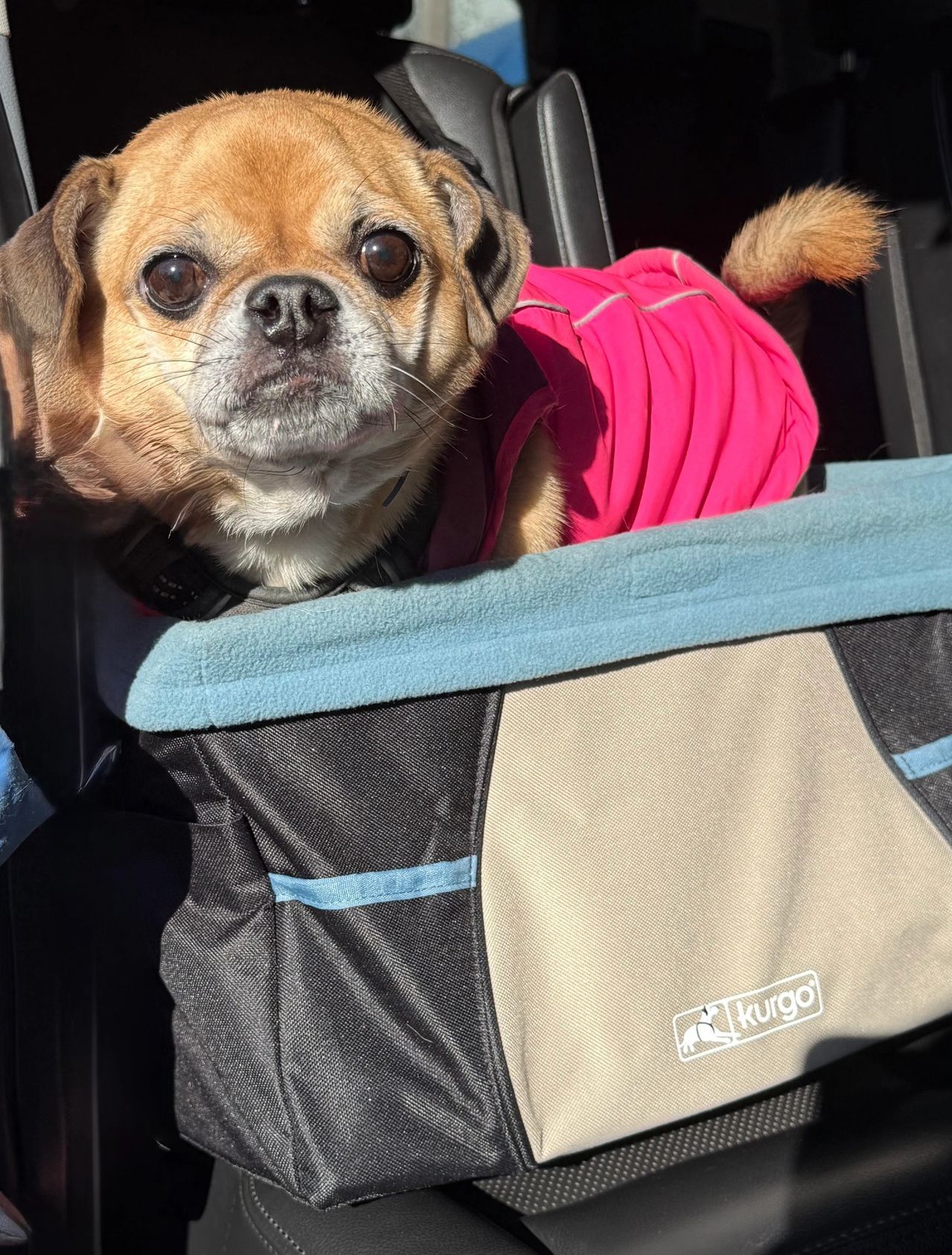 Small tan dog in a pink sweater sitting in a gray pet carrier seat inside a car.