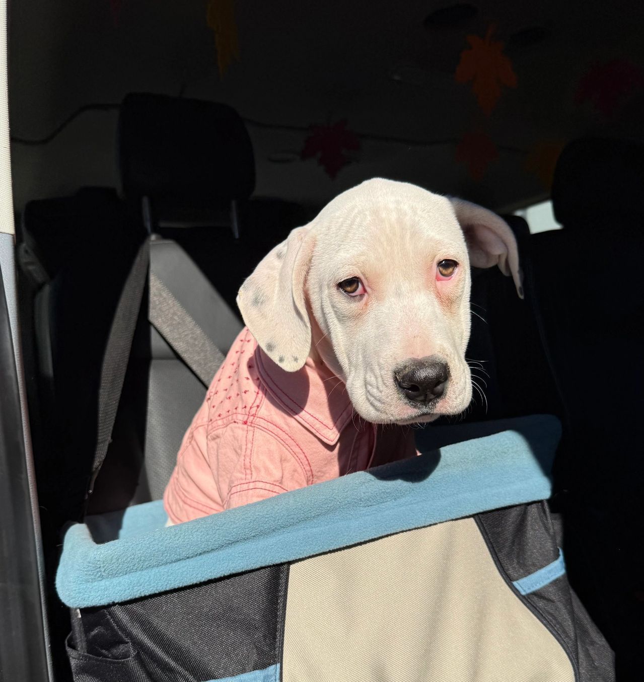A small white dog in a pink sweater sits in a blue pet carrier inside a car.