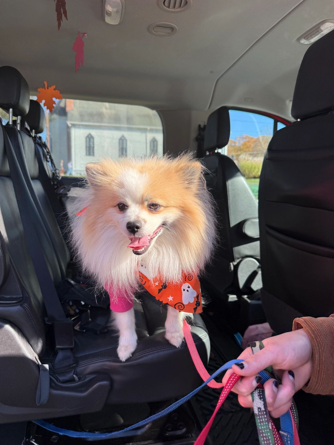 Small fluffy dog in an orange harness sitting in a car, tongue out, with a pink leash held by a person