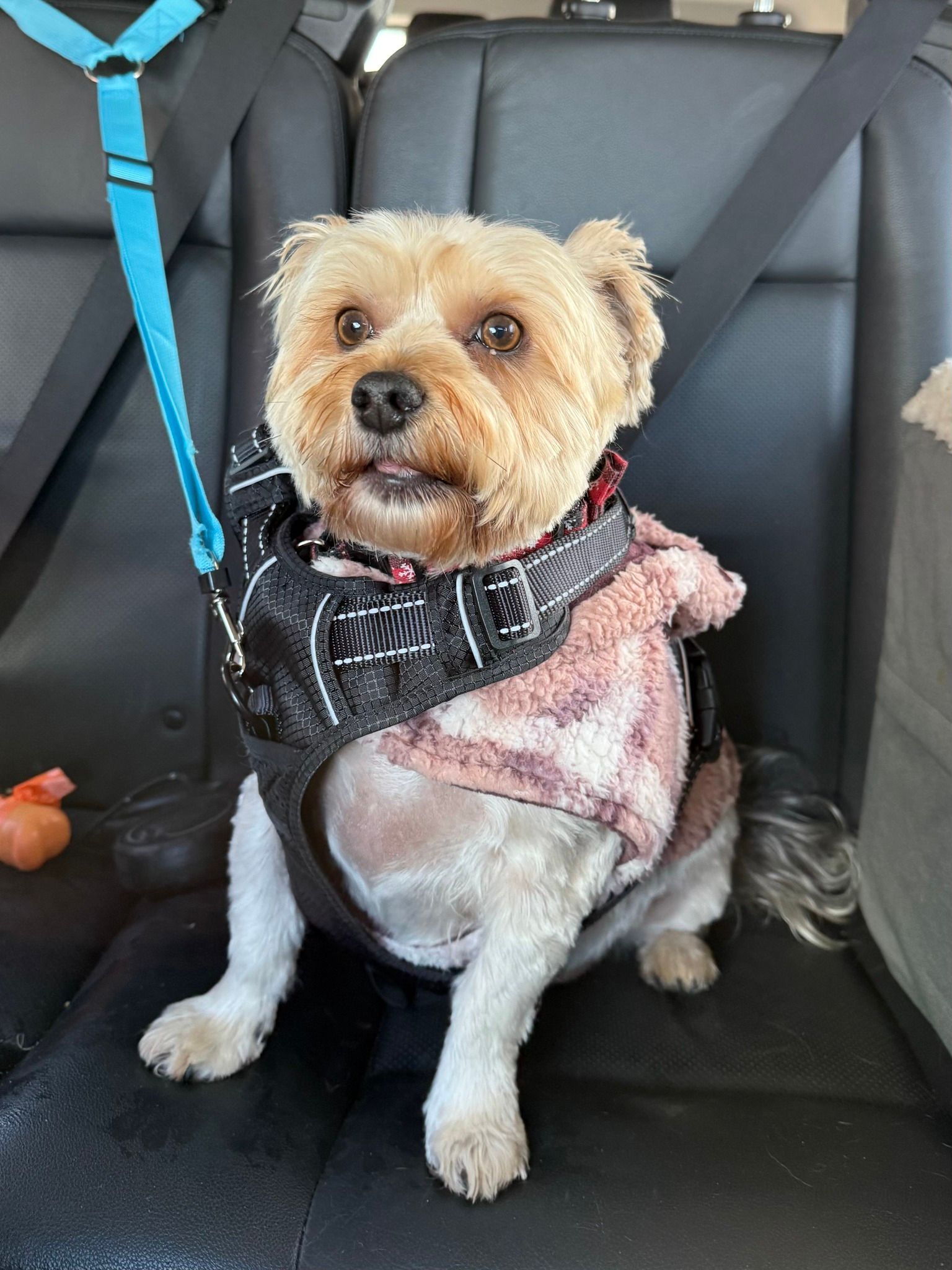 Small tan dog wearing a pink sweater and black harness sits in a car seat with a blue leash attached.