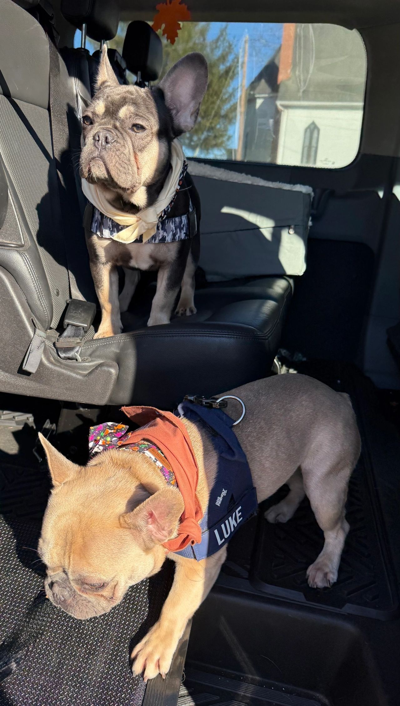 Two small dogs wearing harnesses sit in a car’s back seat, one black-and-tan and one tan.