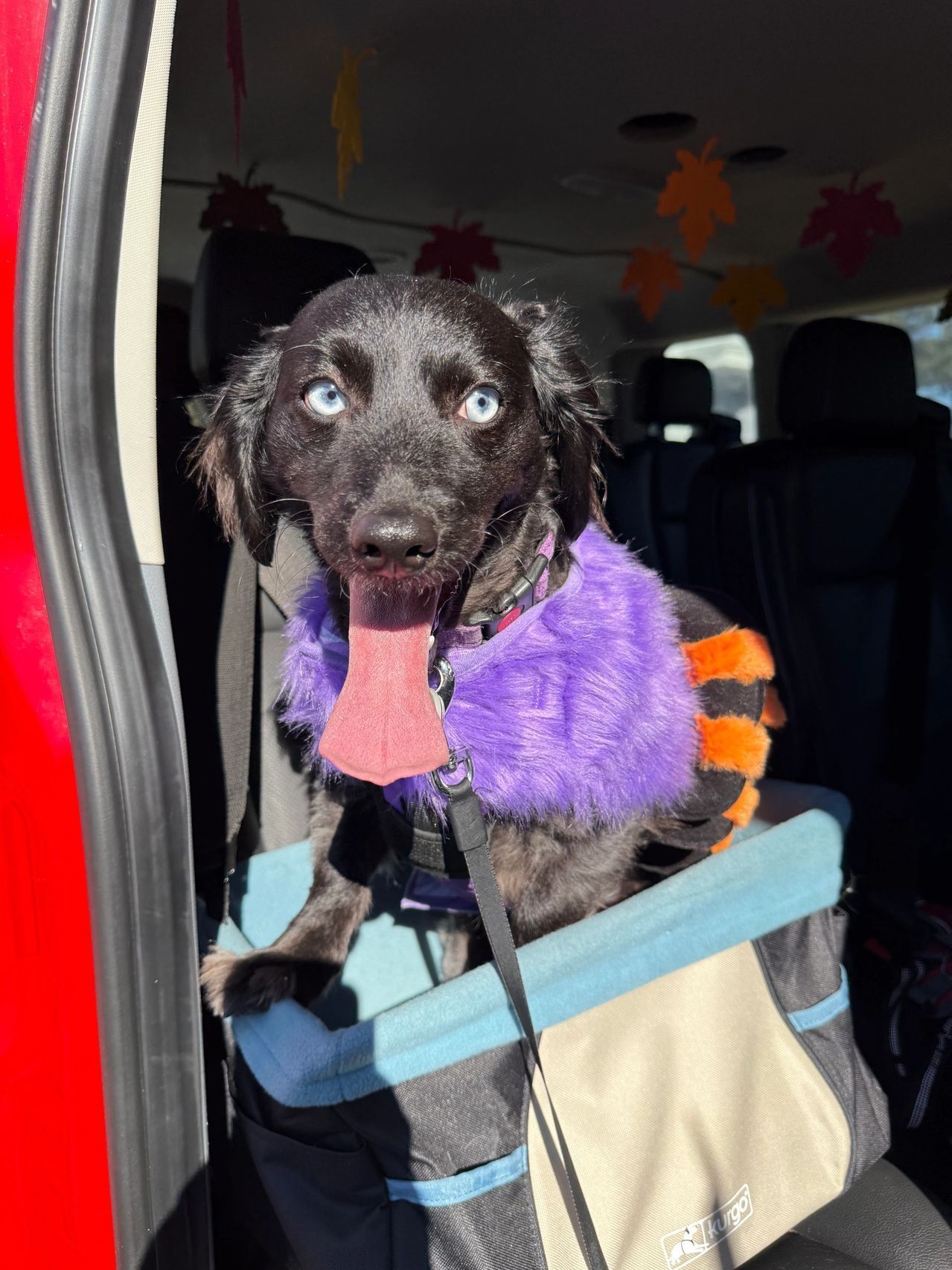 Wet black dog in a purple sweater sitting in a car seat, tongue out.
