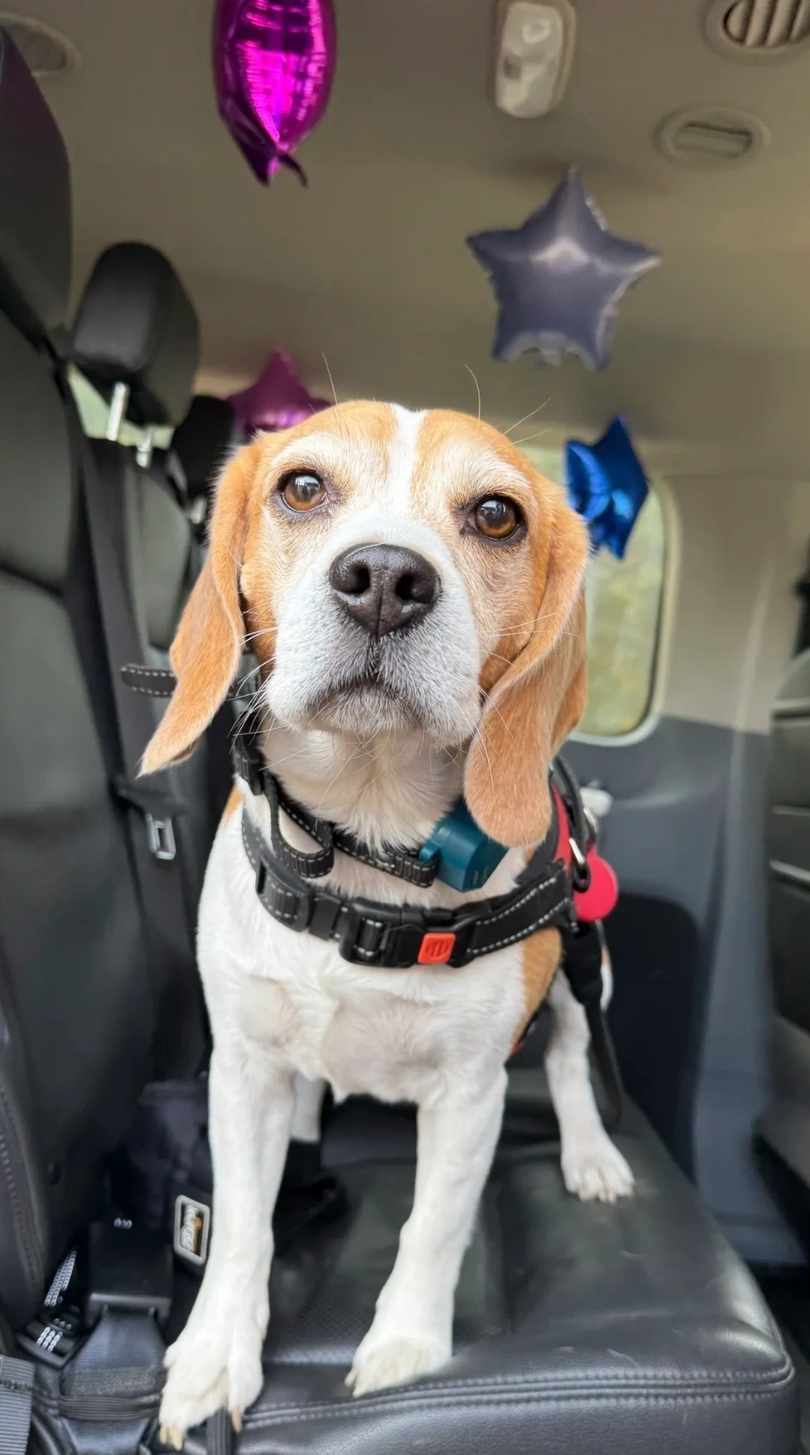 Beagle sitting on a car seat with colorful balloon decorations behind it.