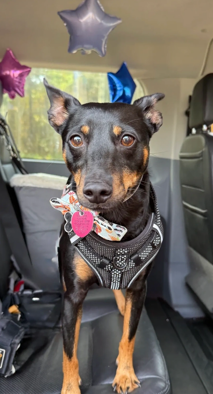 Small black-and-tan dog wearing a patterned bandana sits in a car, with star balloons in the backseat.