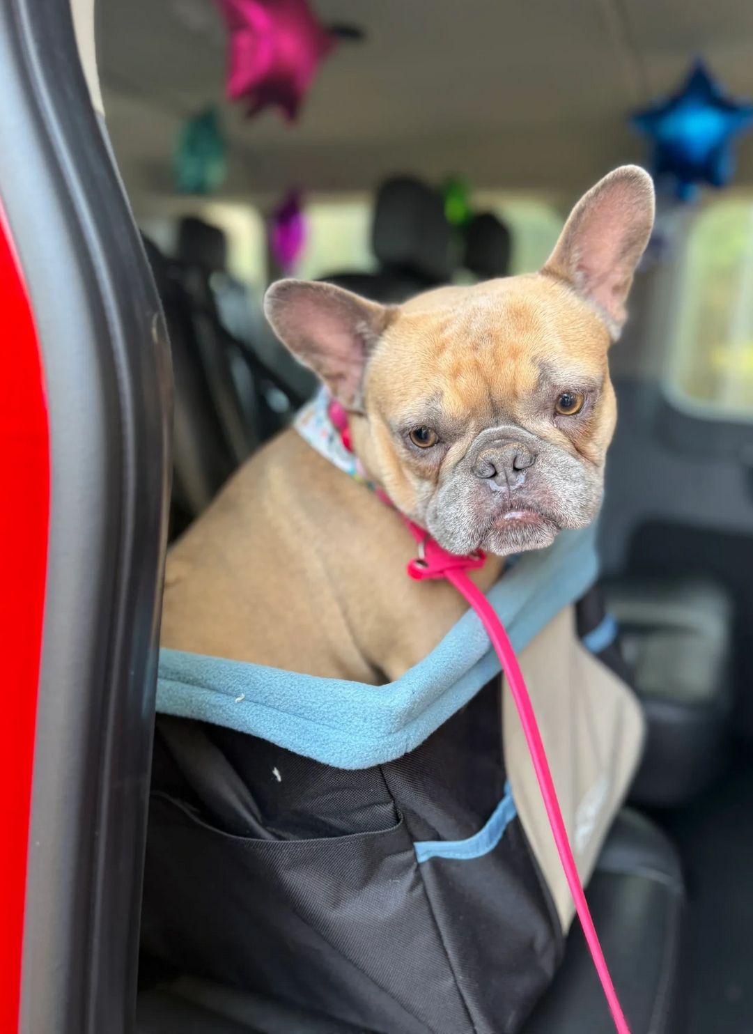 Small tan French bulldog sitting in a car seat, wearing a pink leash and blue blanket.